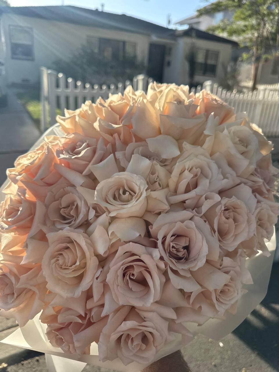  Blush Petals