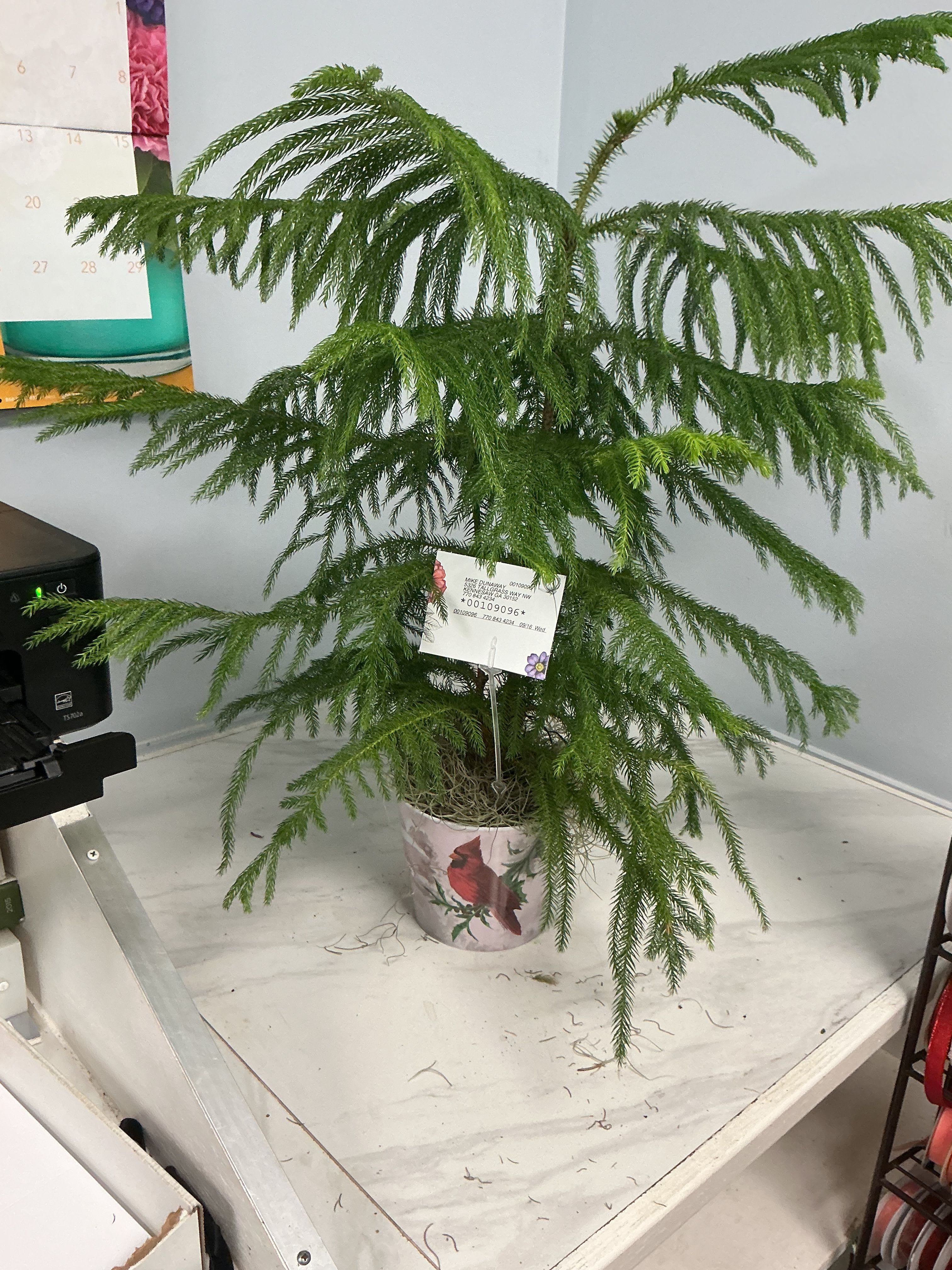 Norfolk Island pine