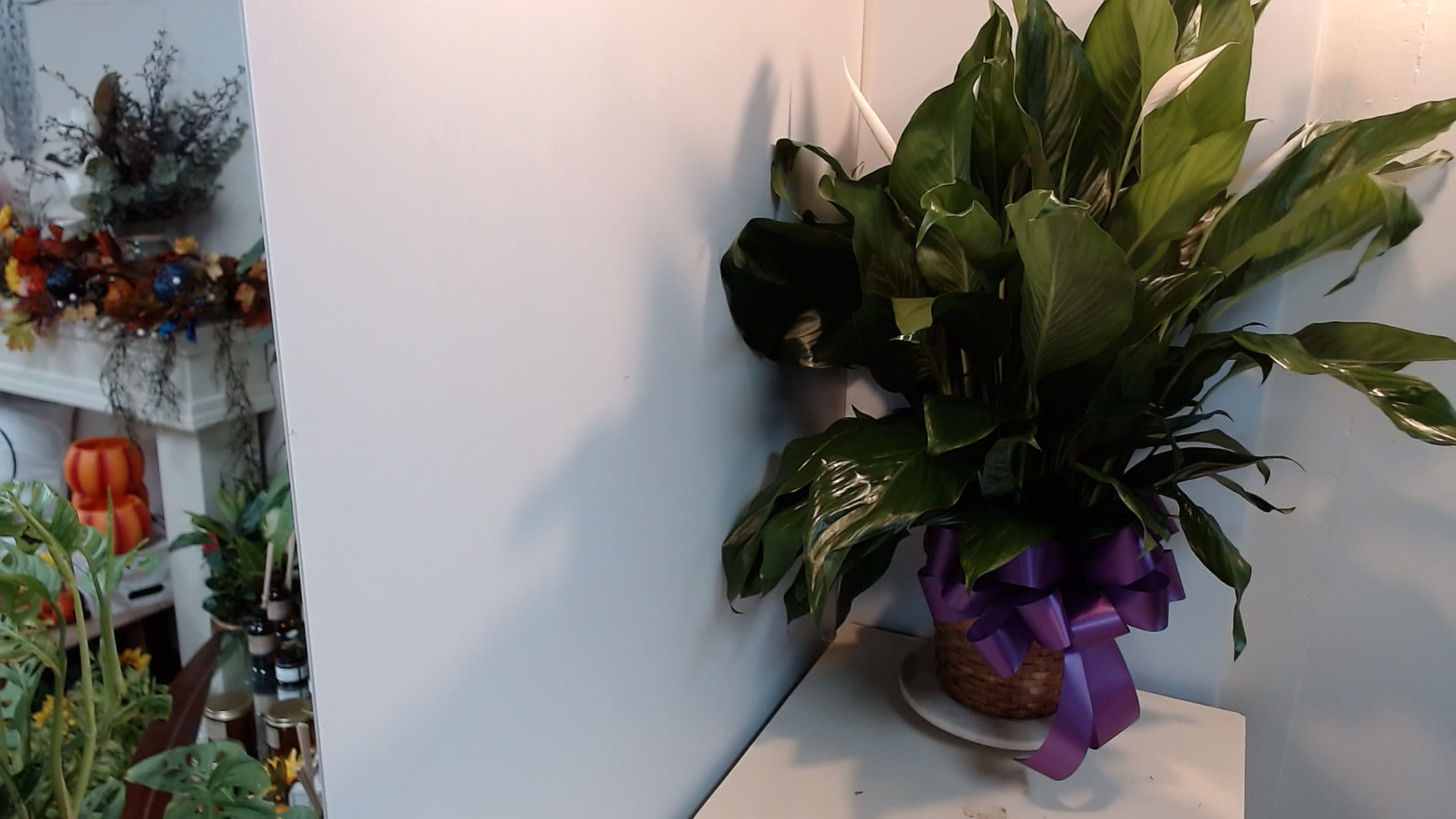 8-Inch Peace Lily