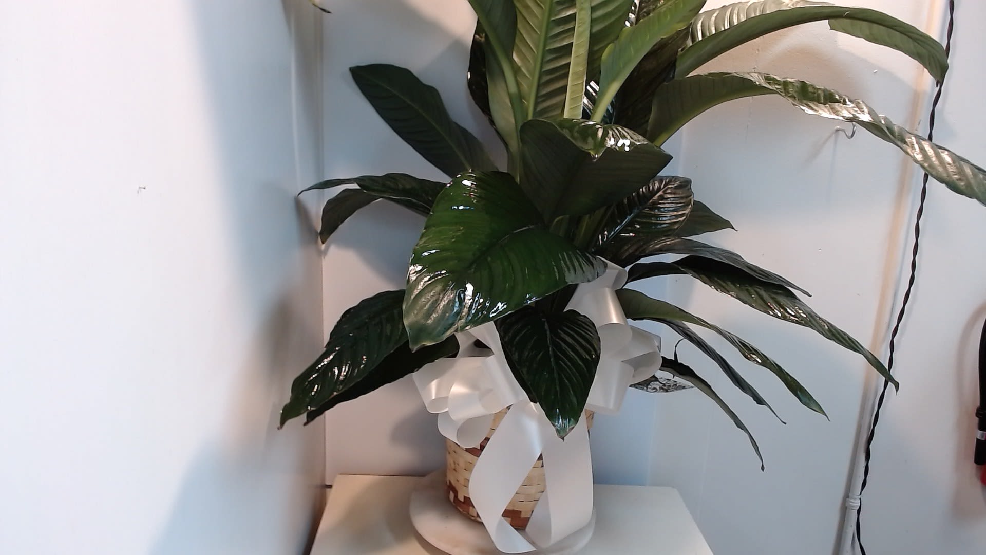 8-Inch Peace Lily