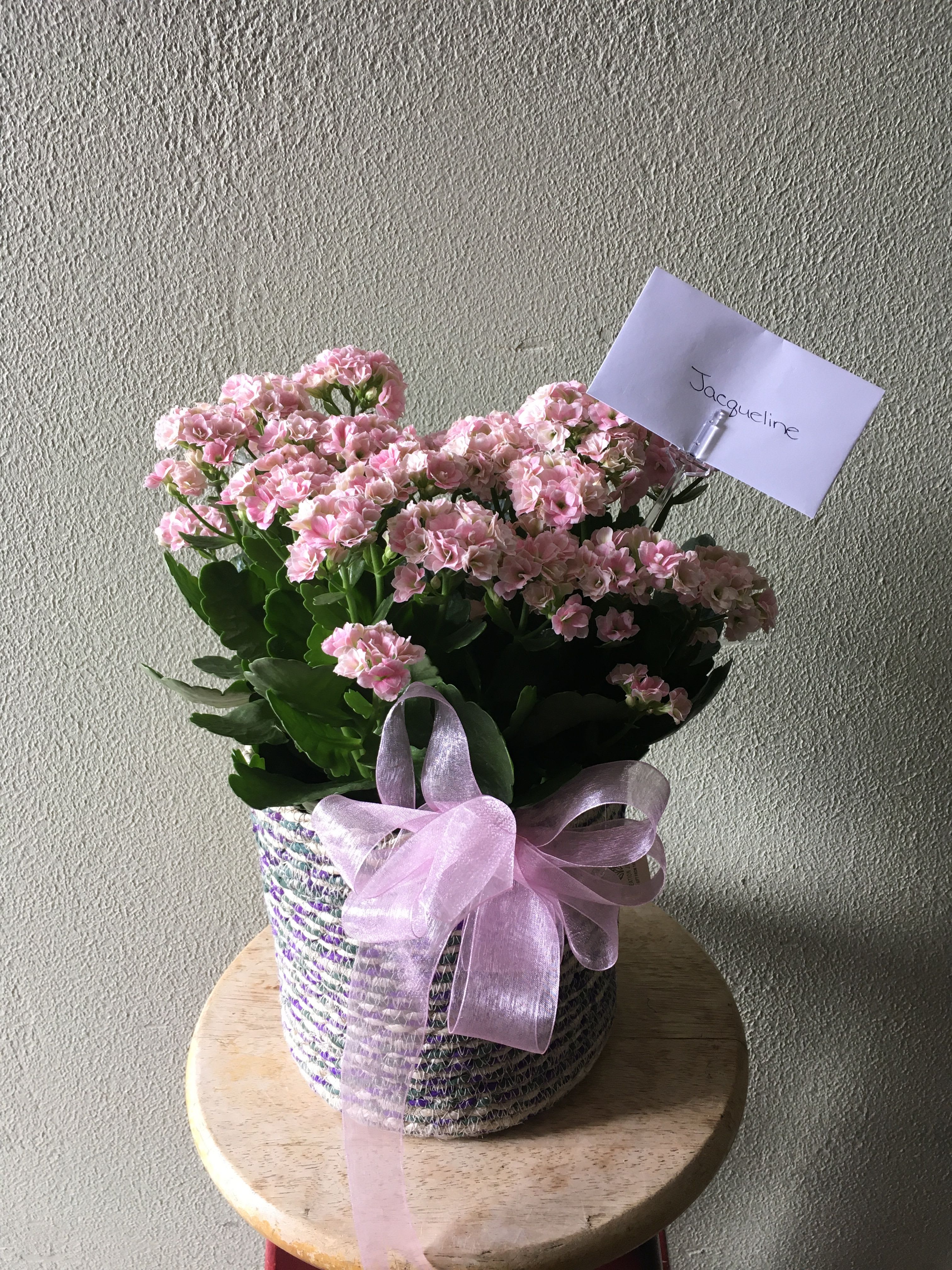 Beautiful blooming plant