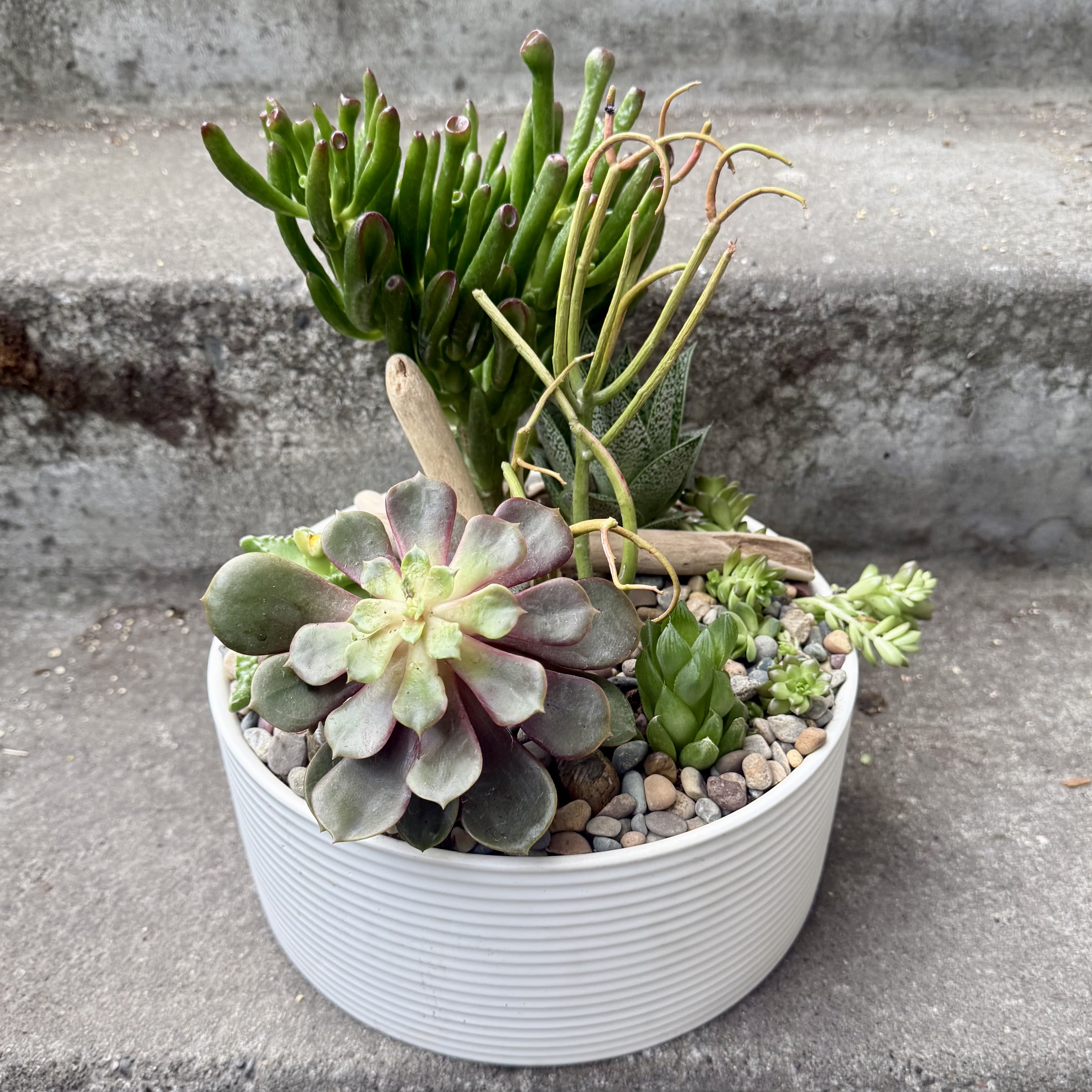 Medium Succulent Planter
