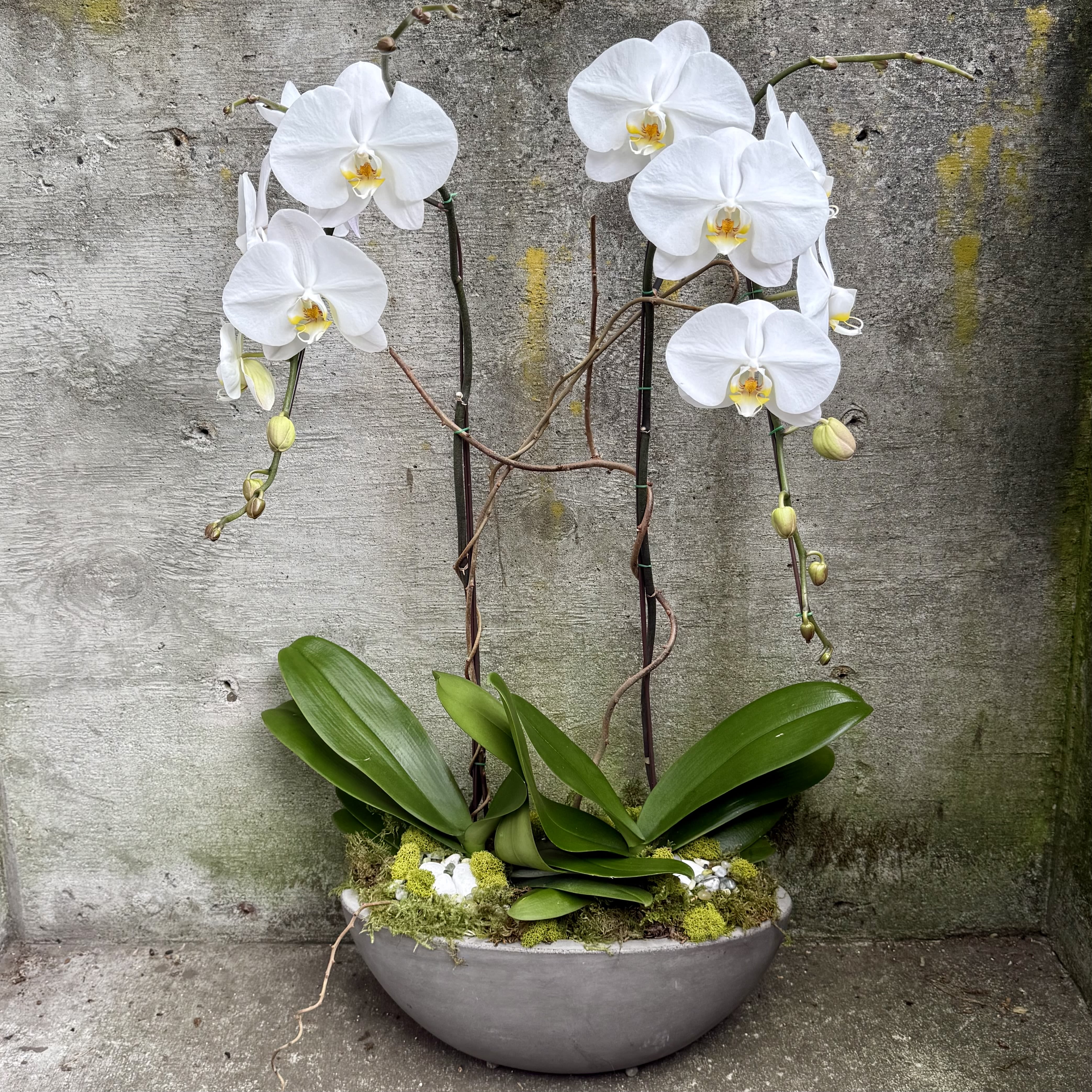 White Phalaenopsis Orchid Plant Duo