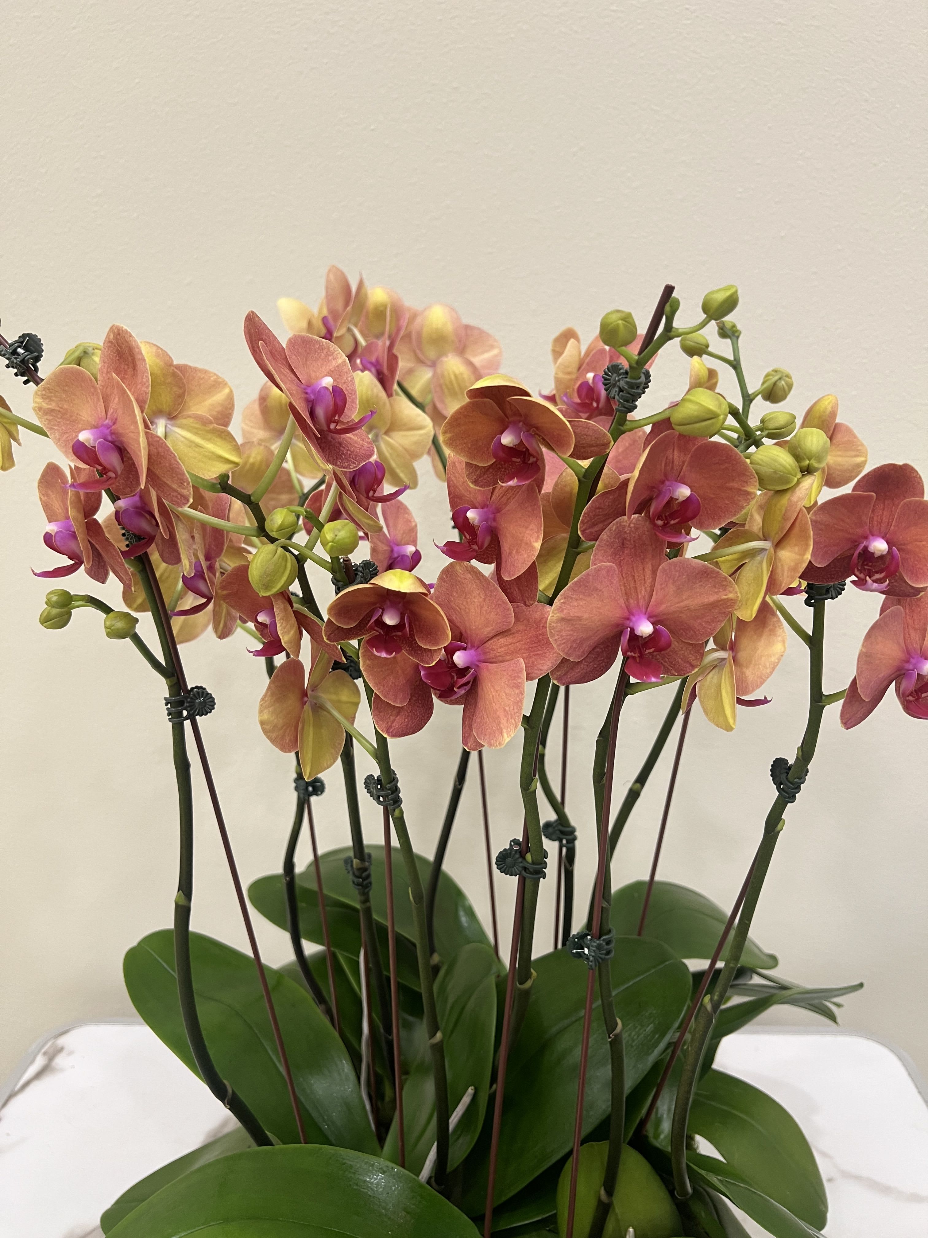 Mango sunrise Orchids 