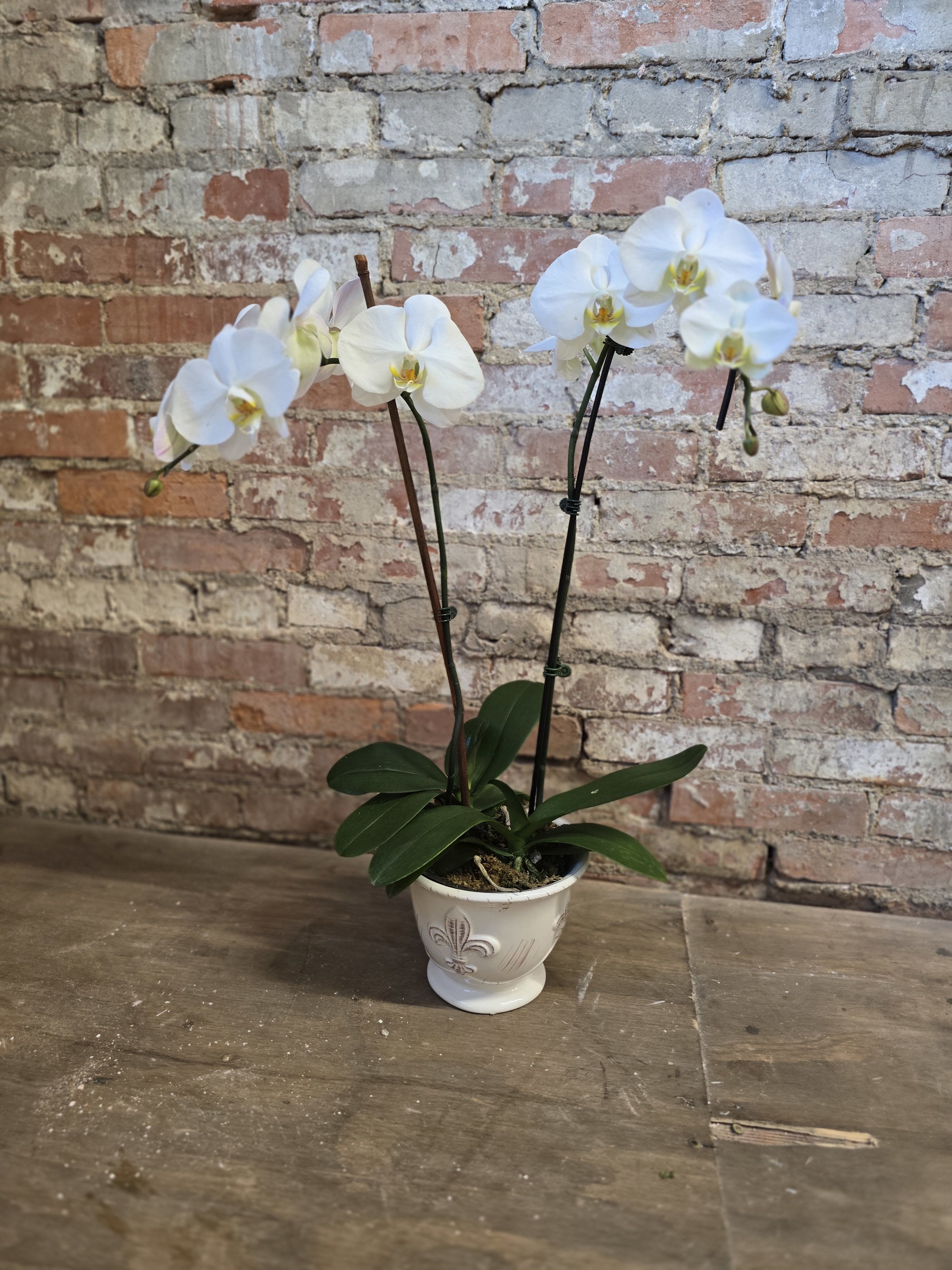 Two Stem Orchid Planter by BloomNation™