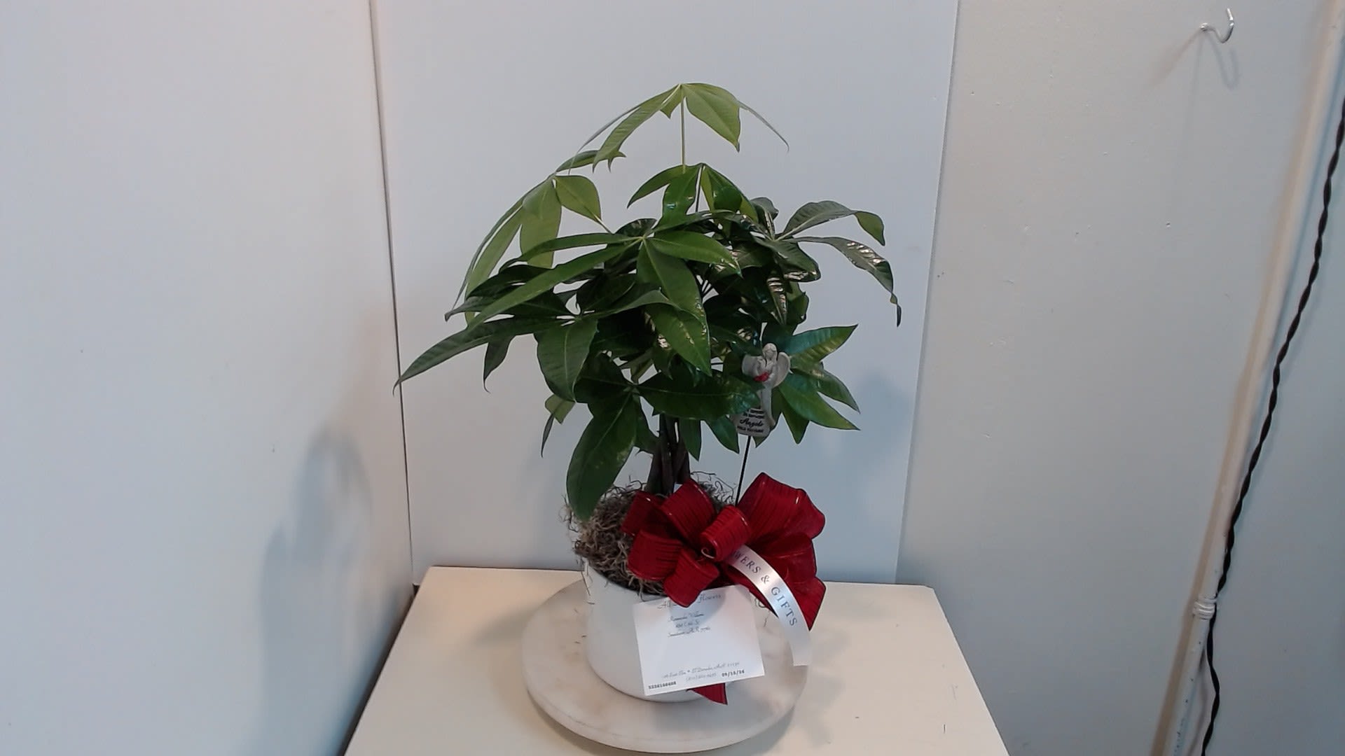 Money Tree