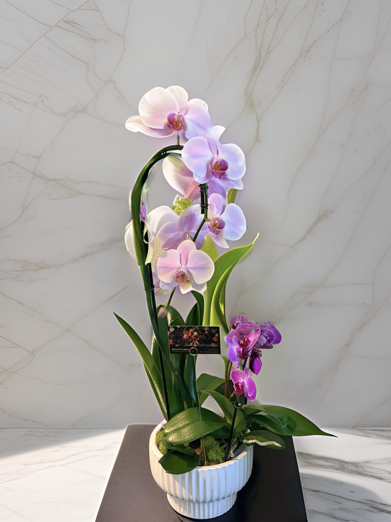Pink Calypso Waterfall Orchid Plant