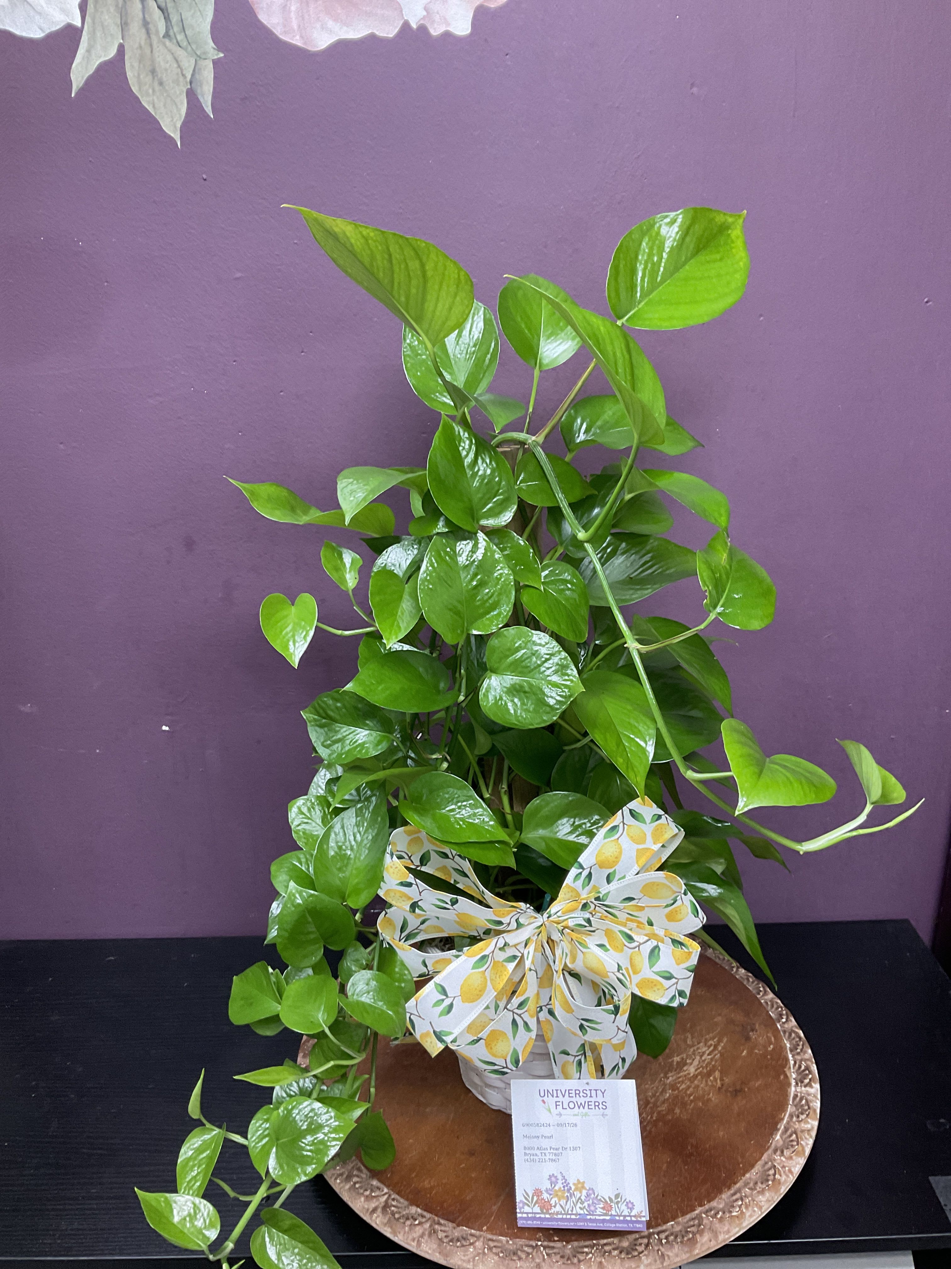 Ivy Pothos On A Pole