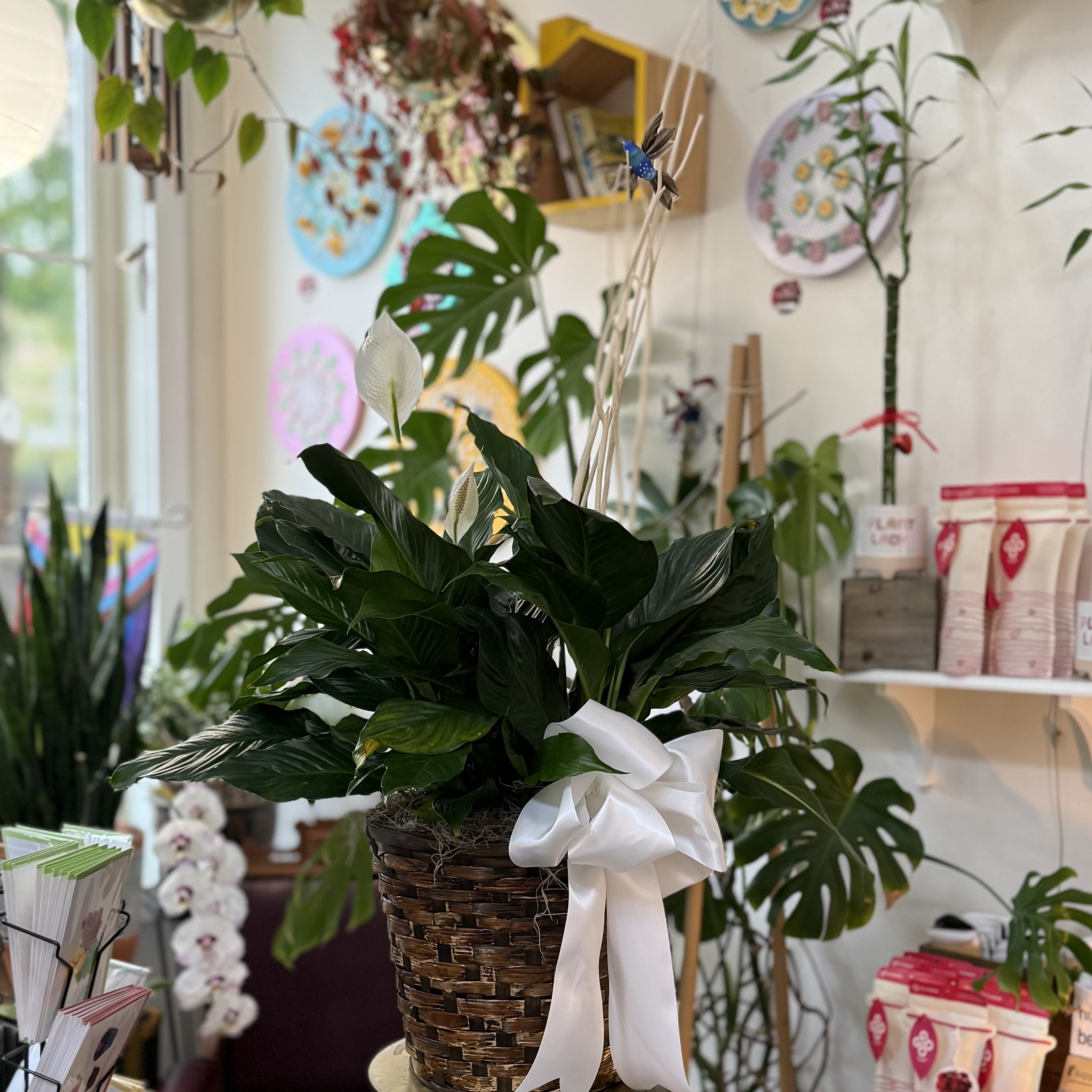 Peace Lily