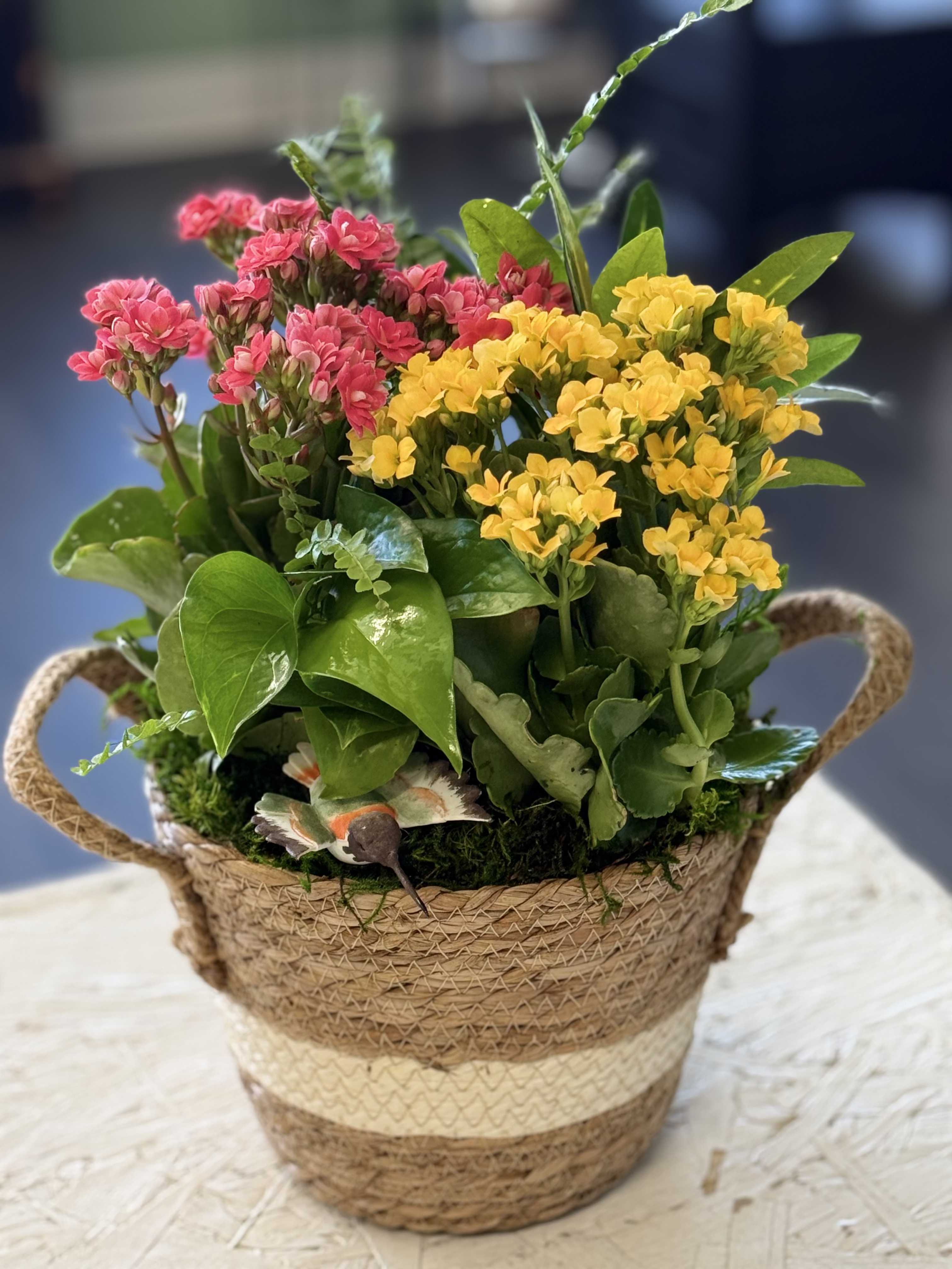 Mixed Plant Basket by BloomNation™