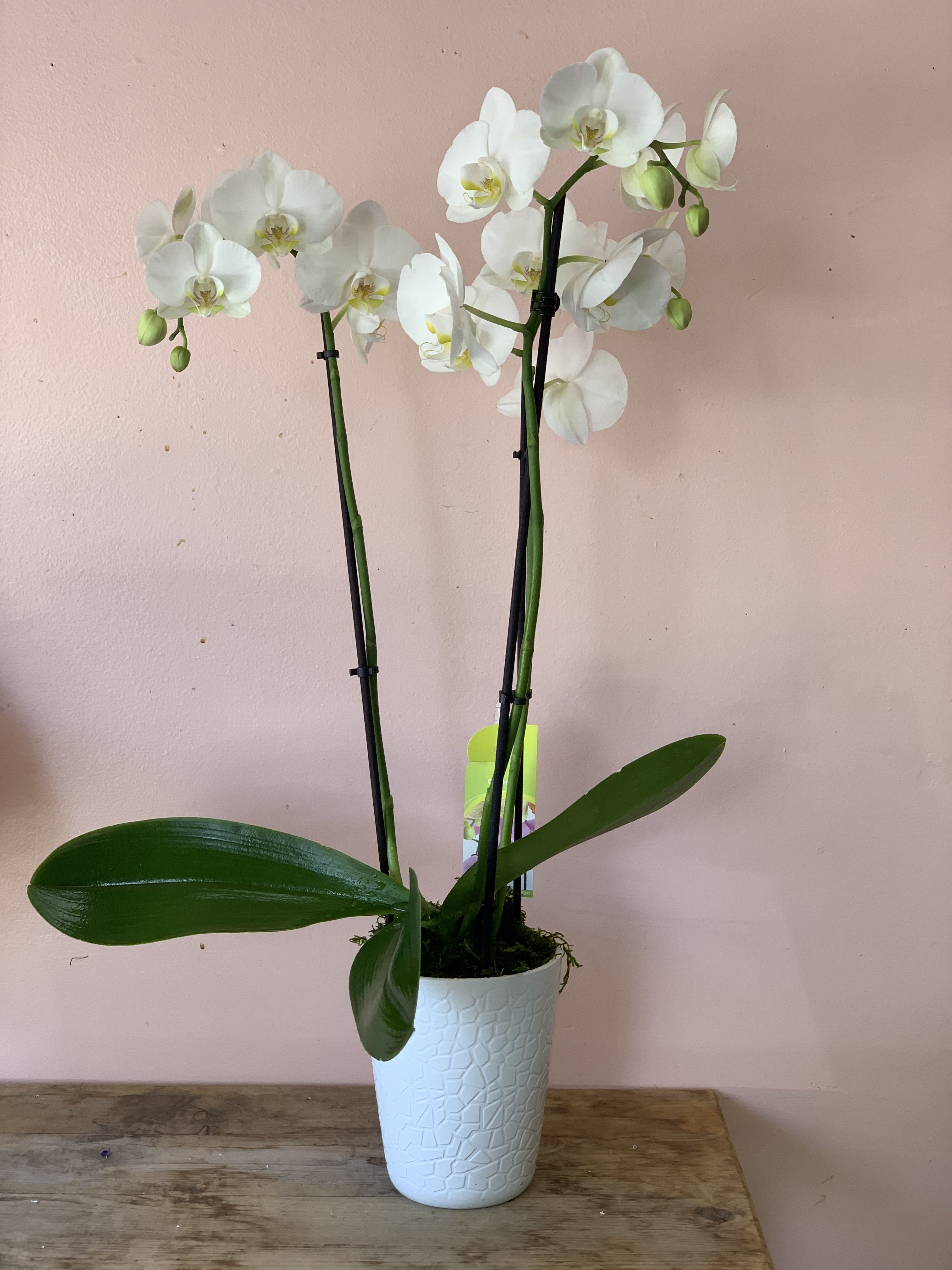 White Phalaenopsis Orchid - W598