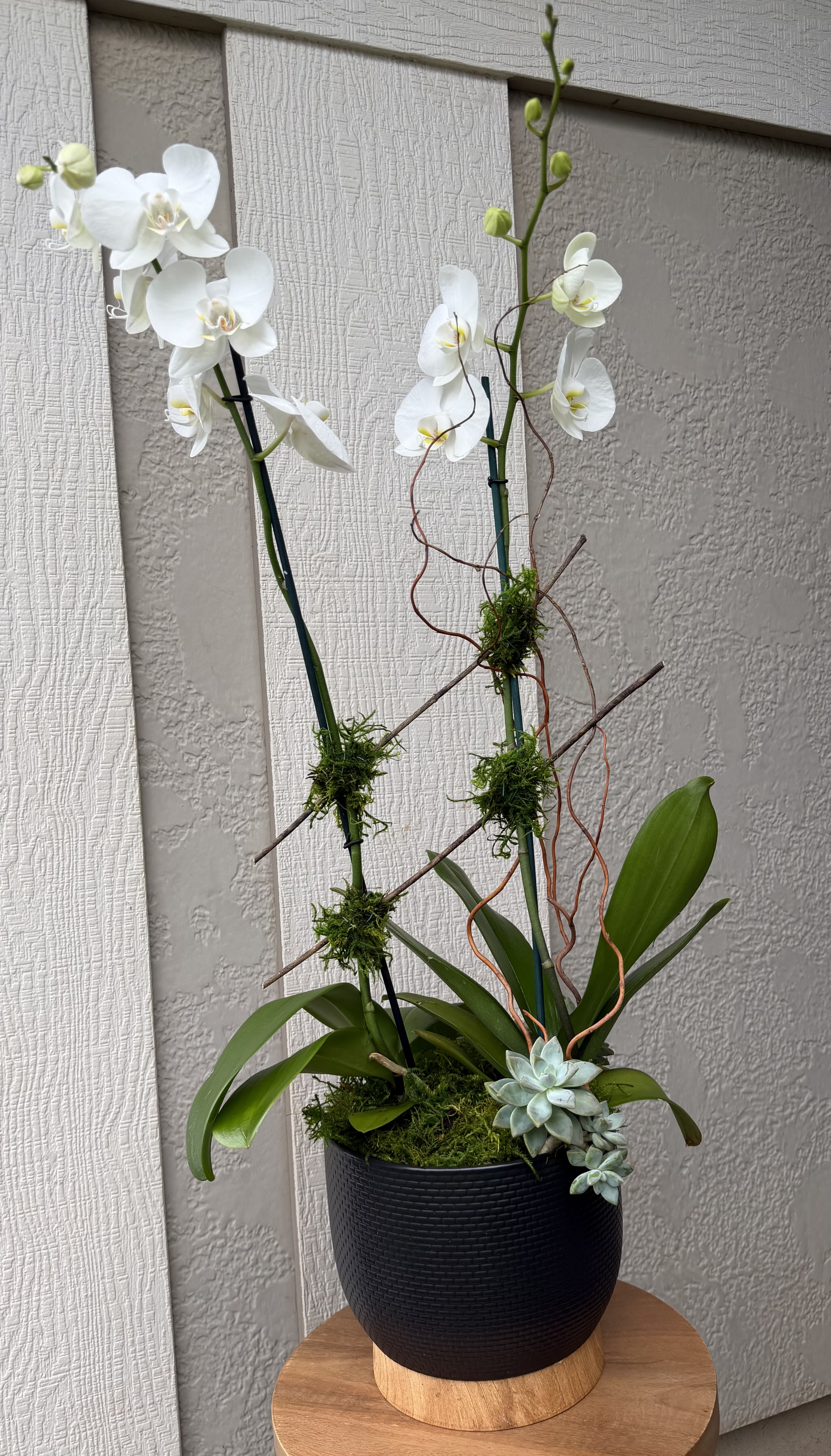 2 Stem - Phalaenopsis Orchid Plant
