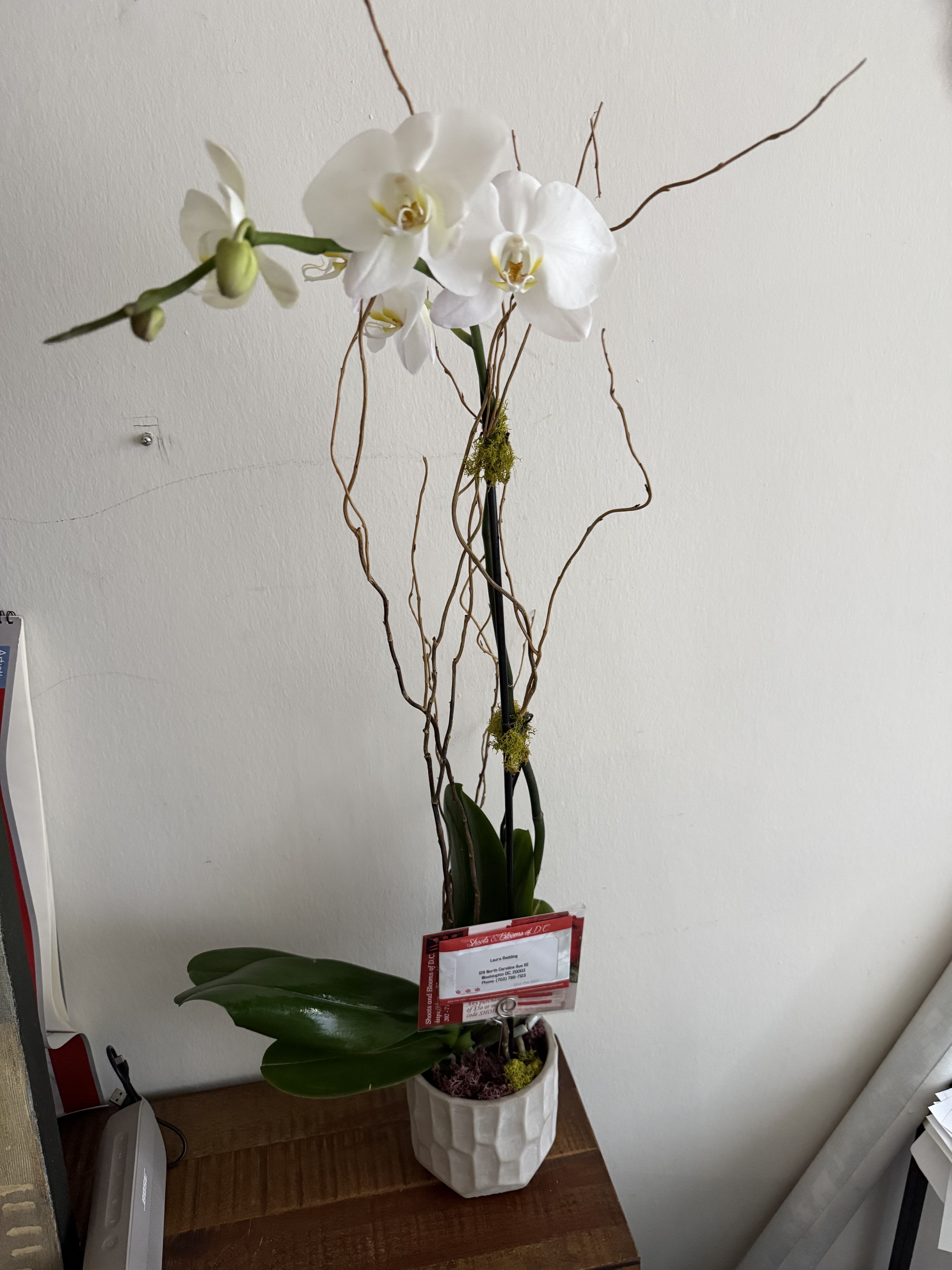 Florist quality tall white Phalaenopsis orchid plant