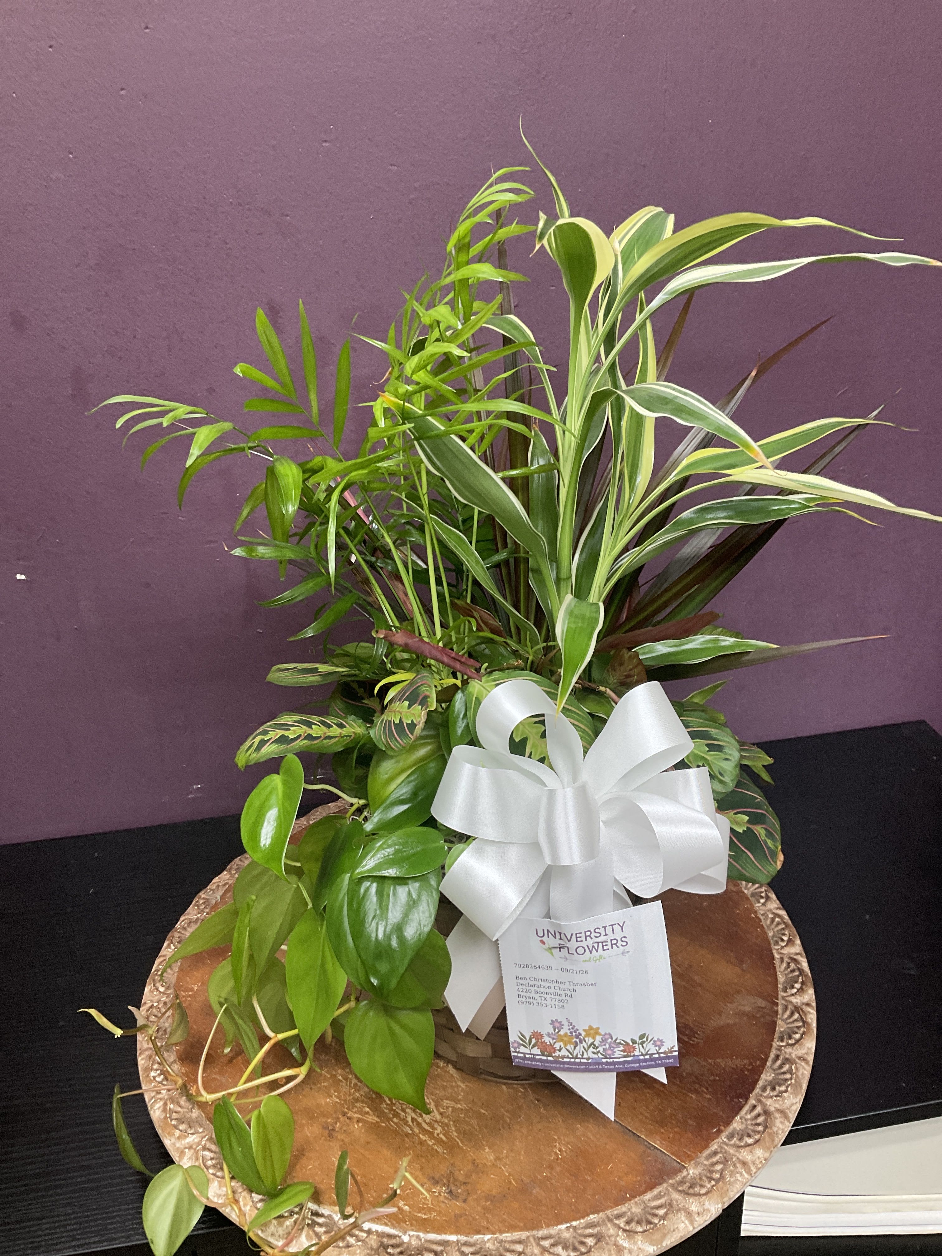 Prayer Plant (Calathea)
