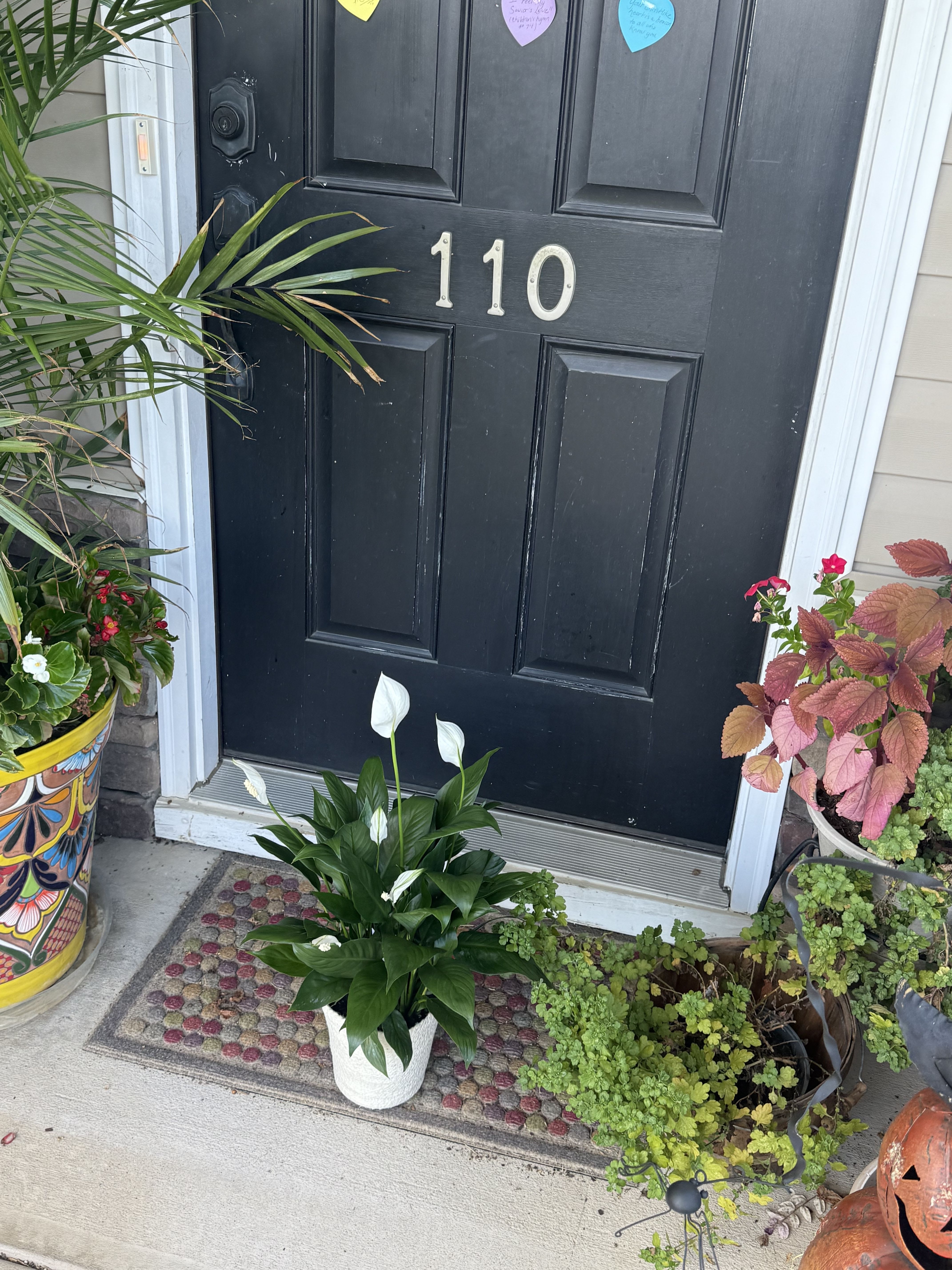 Peace Lily Plant | Spathiphyllum