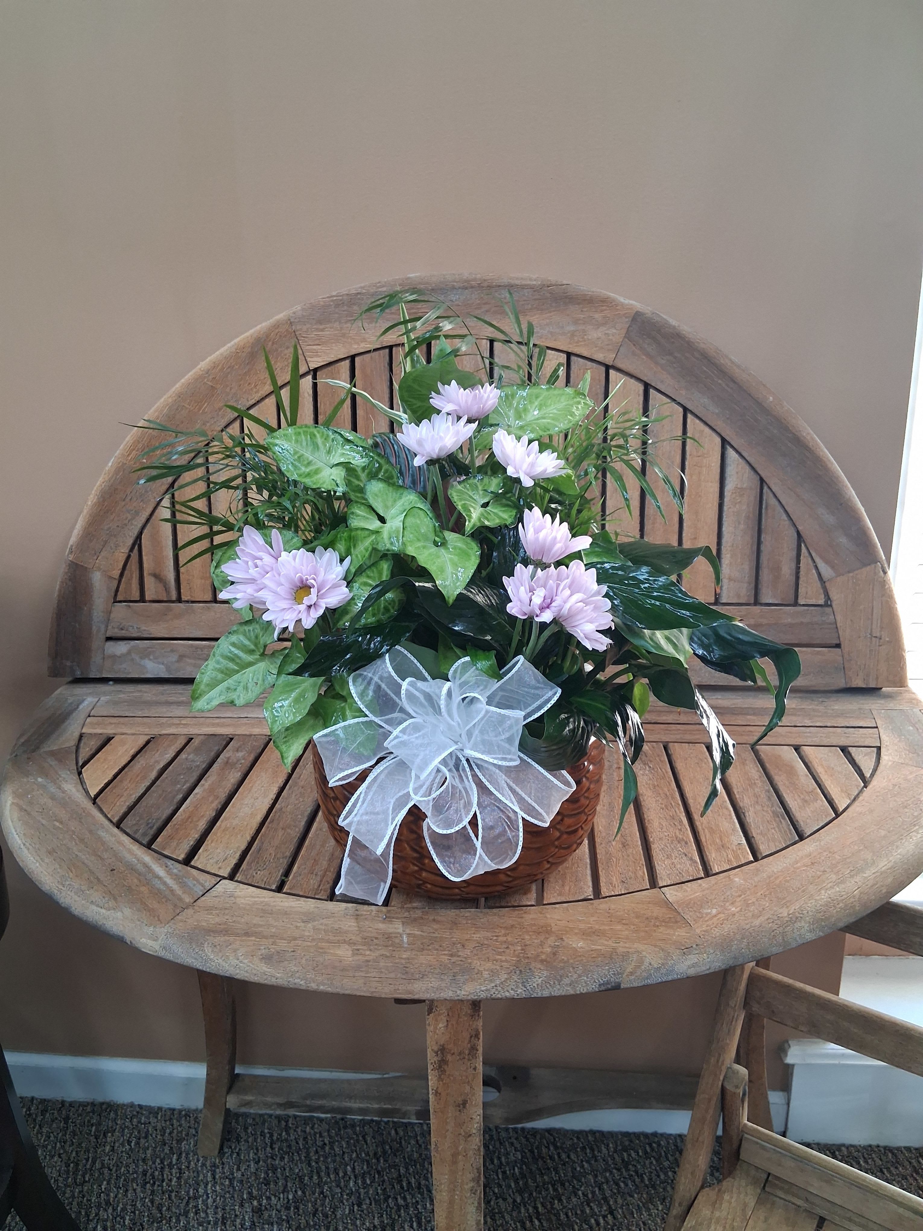 DG85 Dish Garden In Ceramic container  - Huntsville delivery