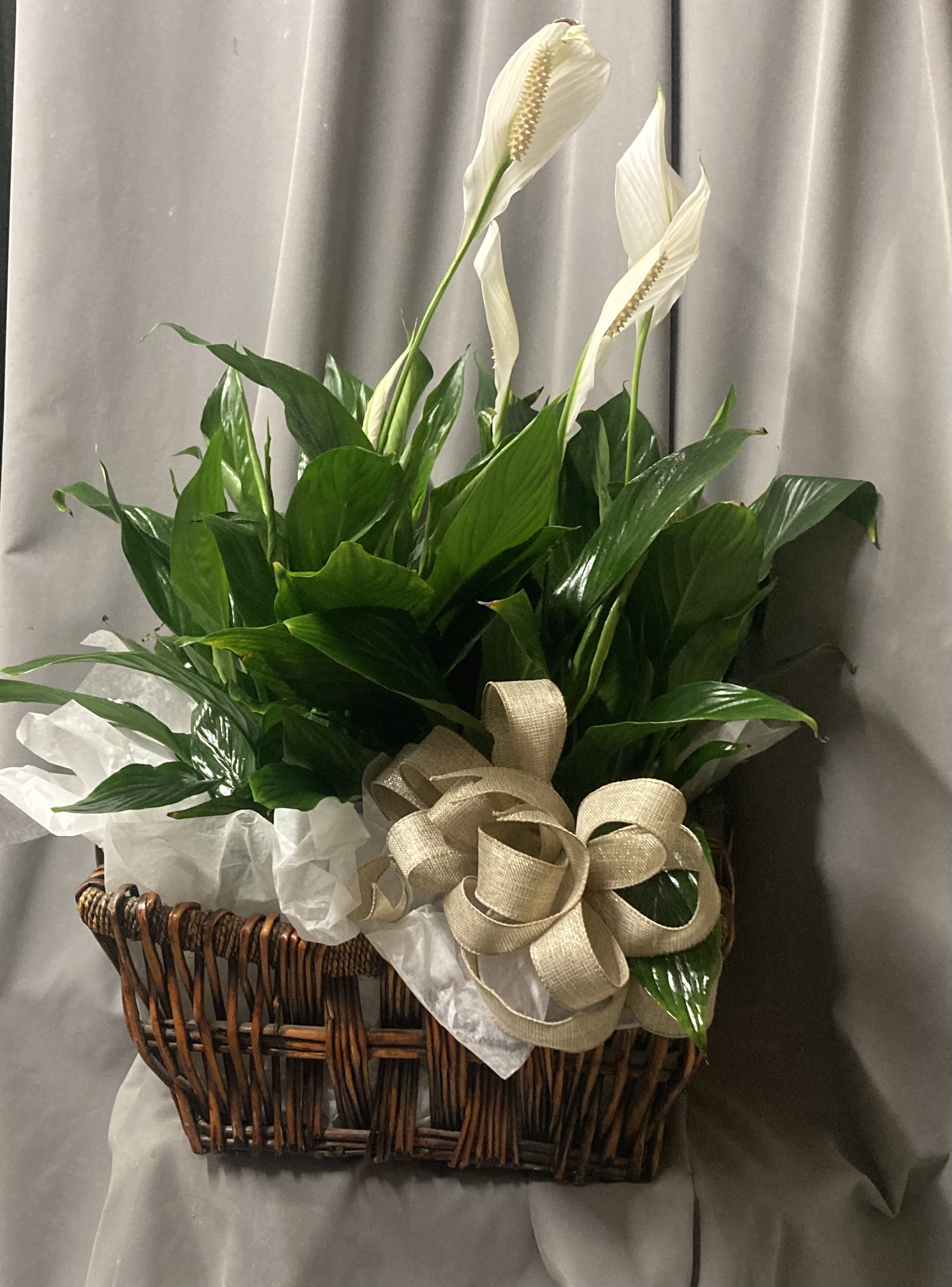 SINGLE LARGE PEACE LILY