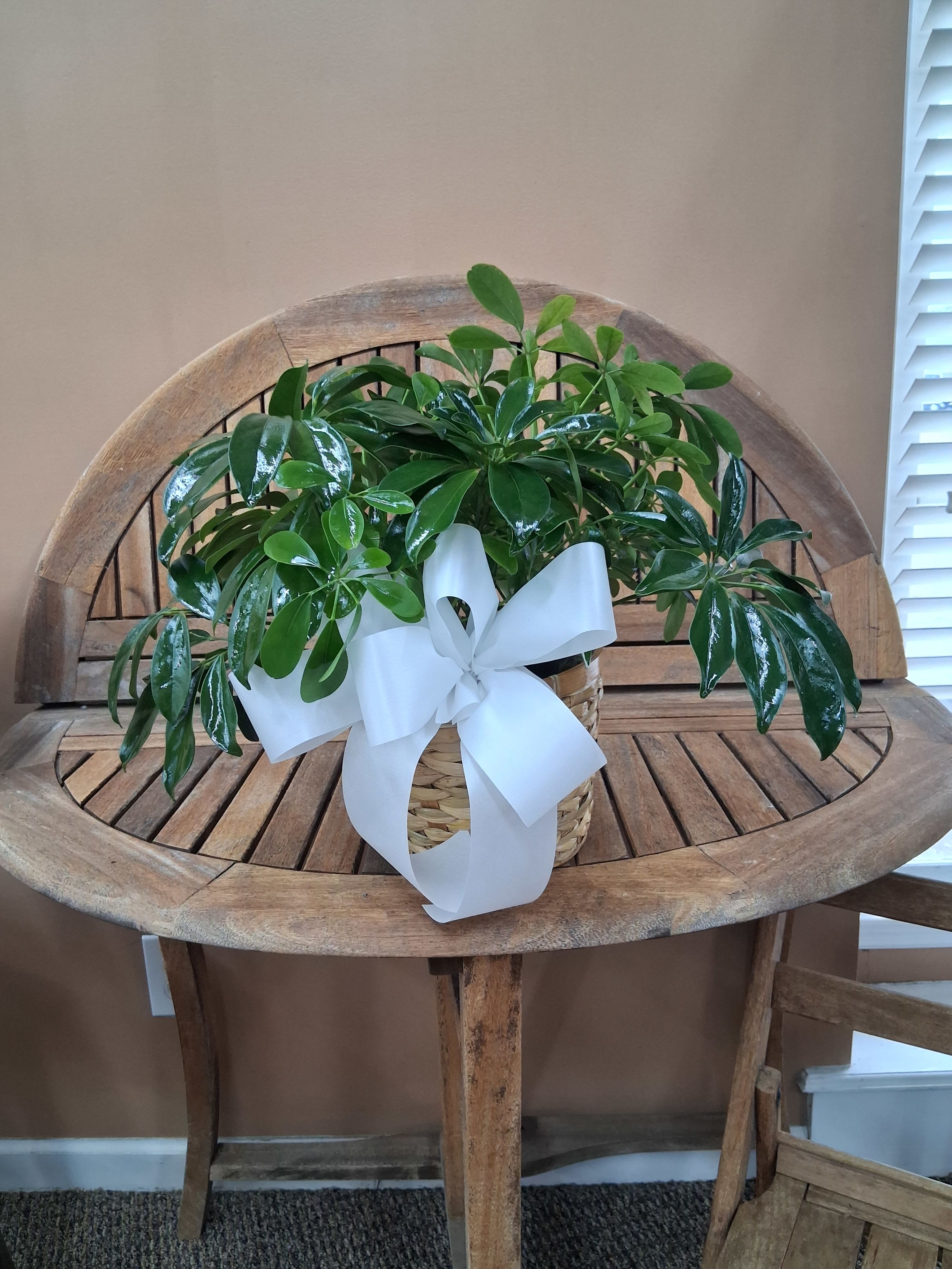 GPS Schefflera 12" to 18" Tall