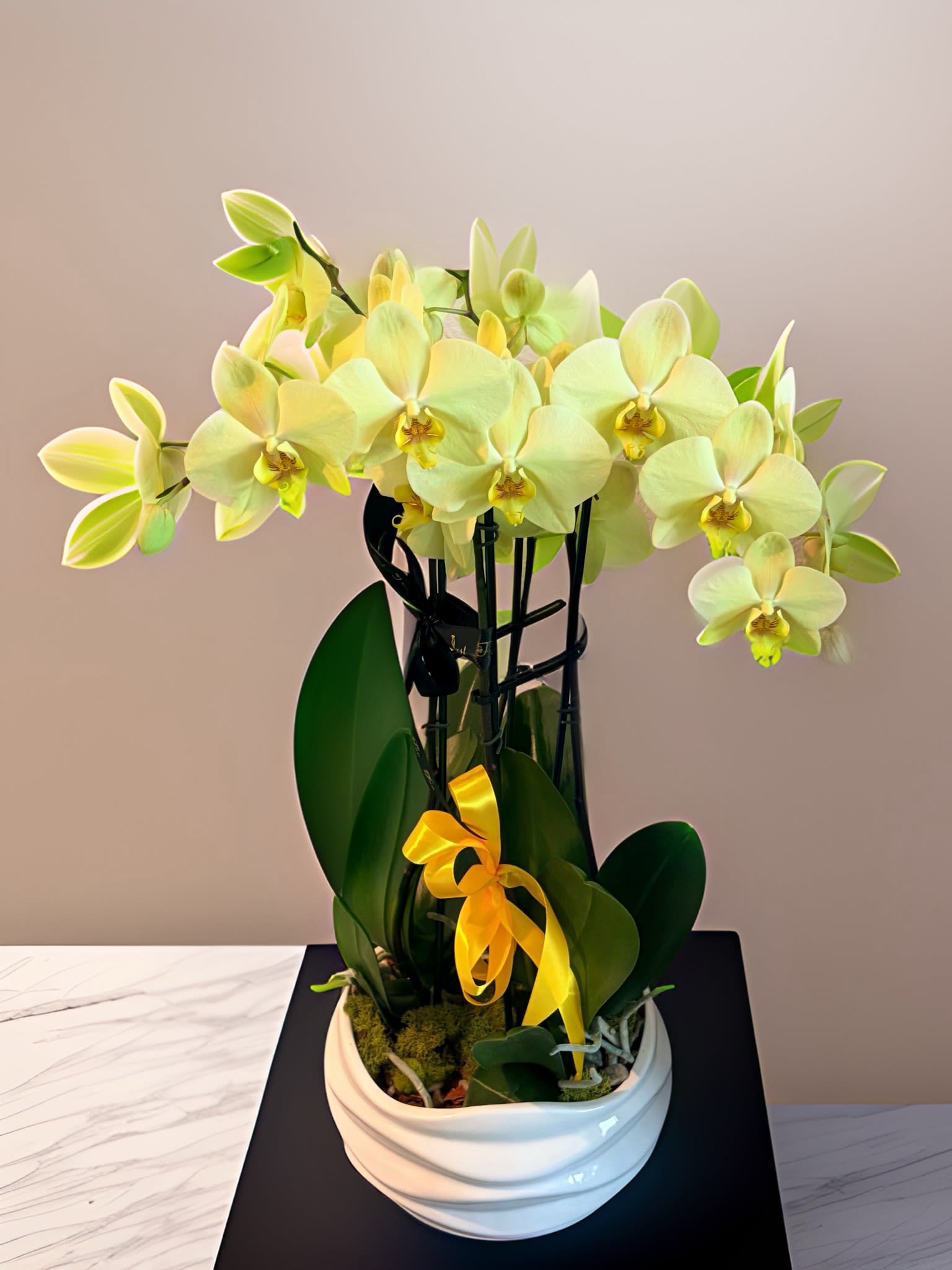 Brightest Day Orchid