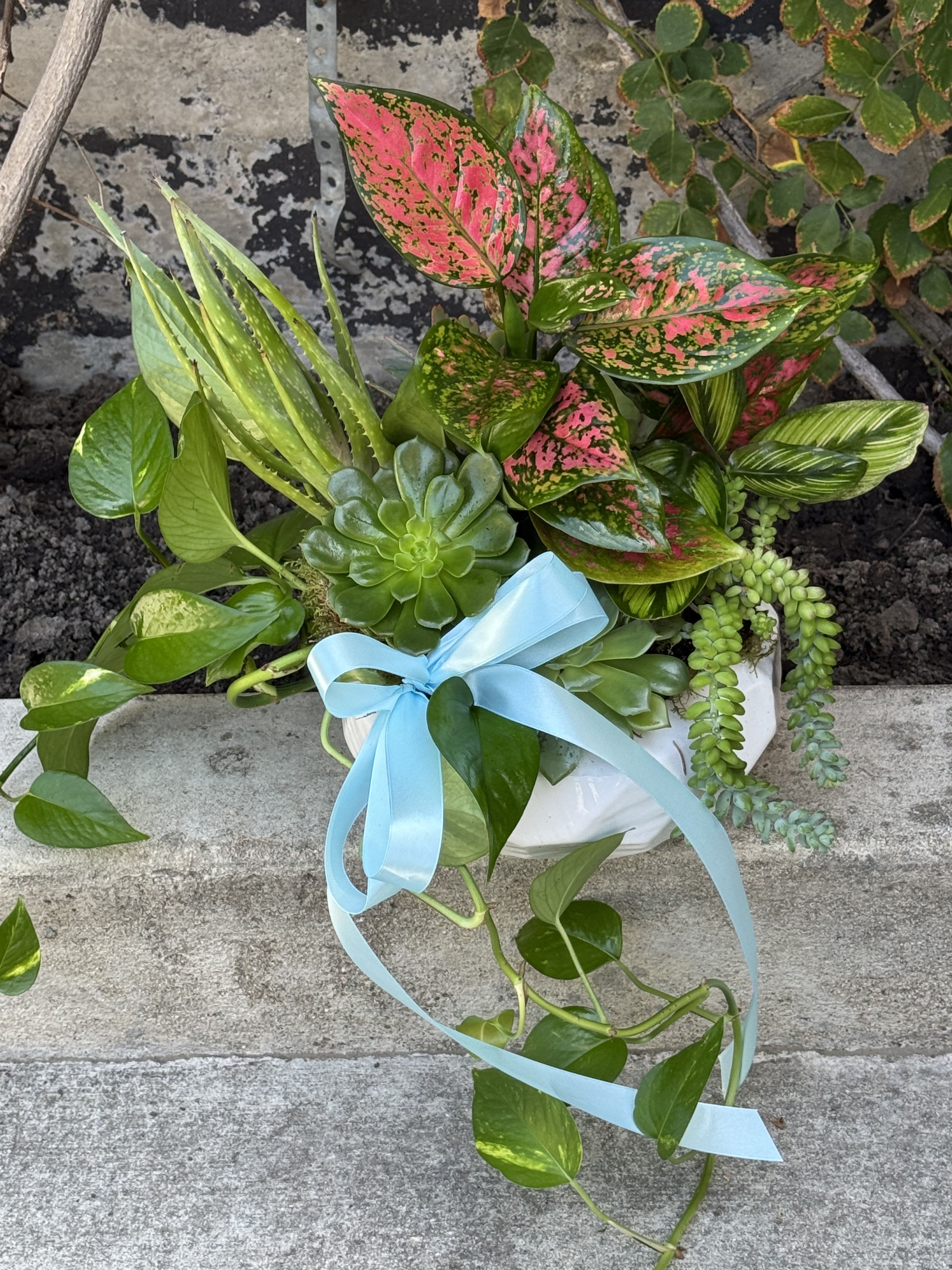 Succulents Garden