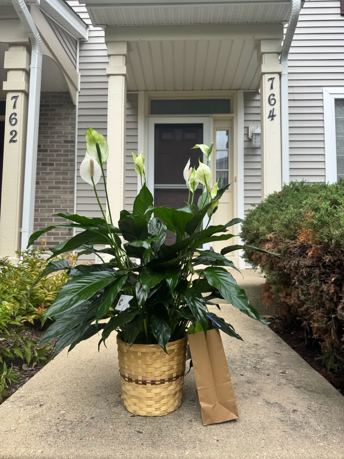 6" Peace Lily in a woven basket