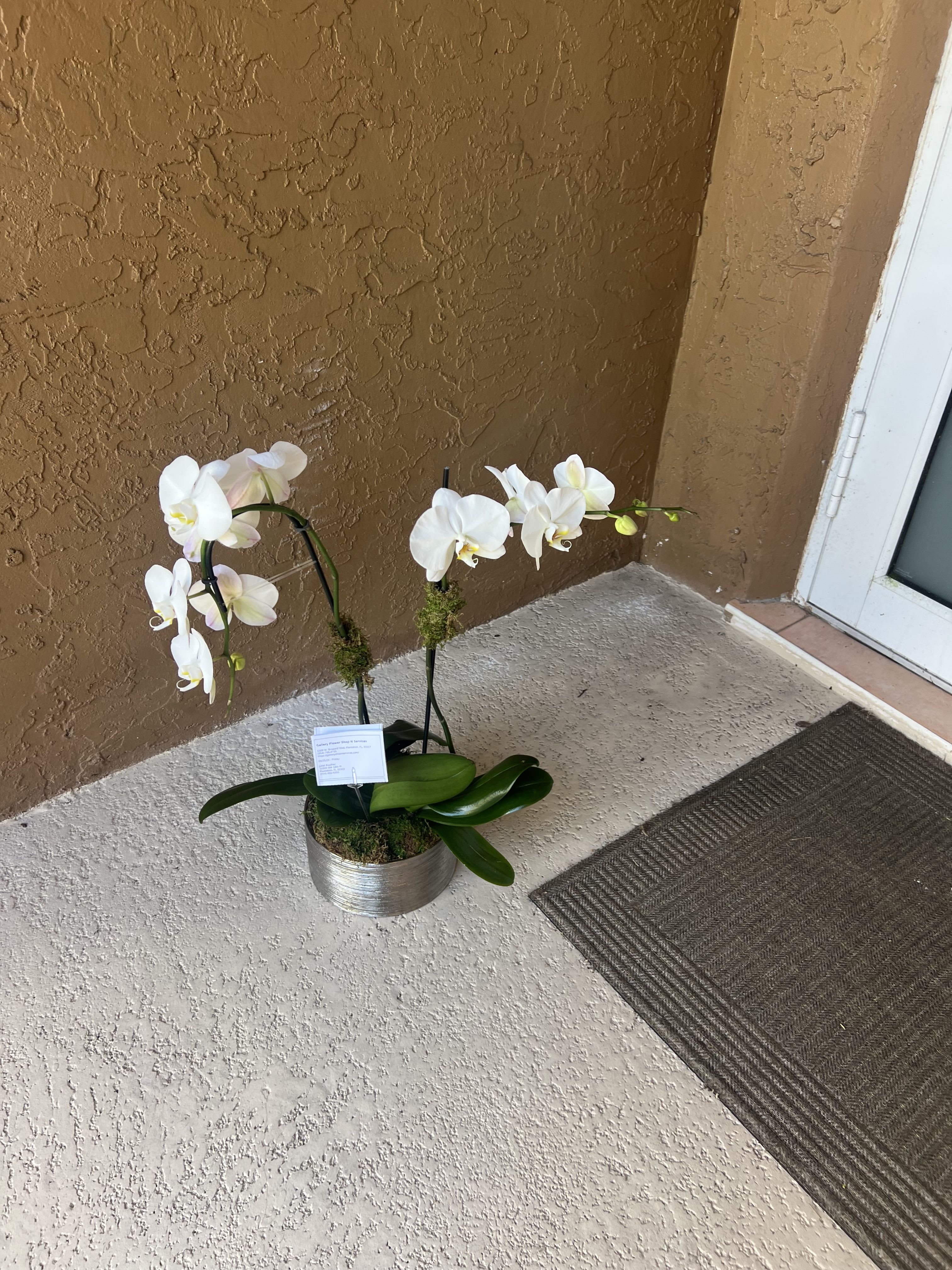 Two Stem Orchid Planter by BloomNation™