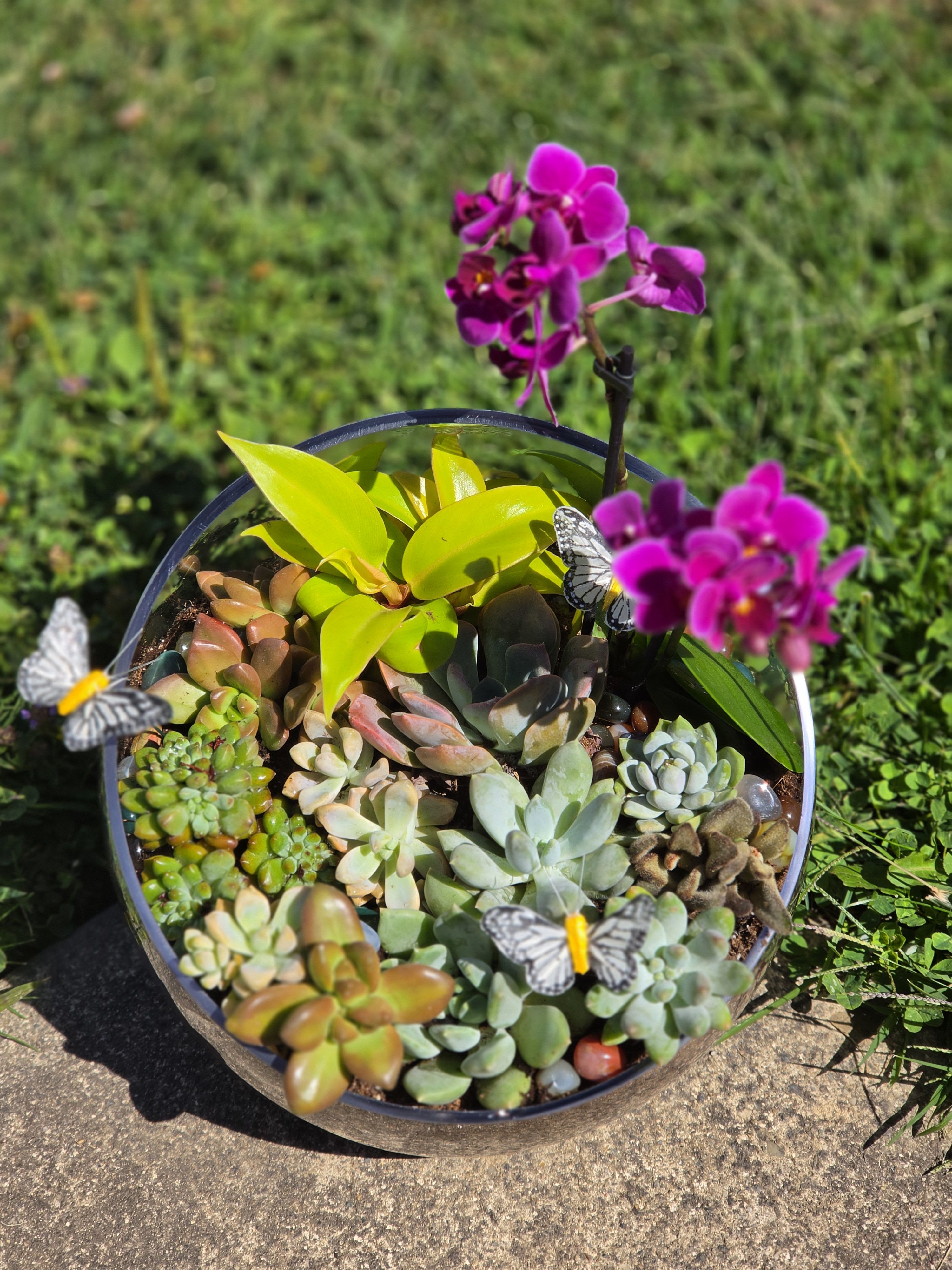 Katey's Earth-Wispering Succulent Sanctuary