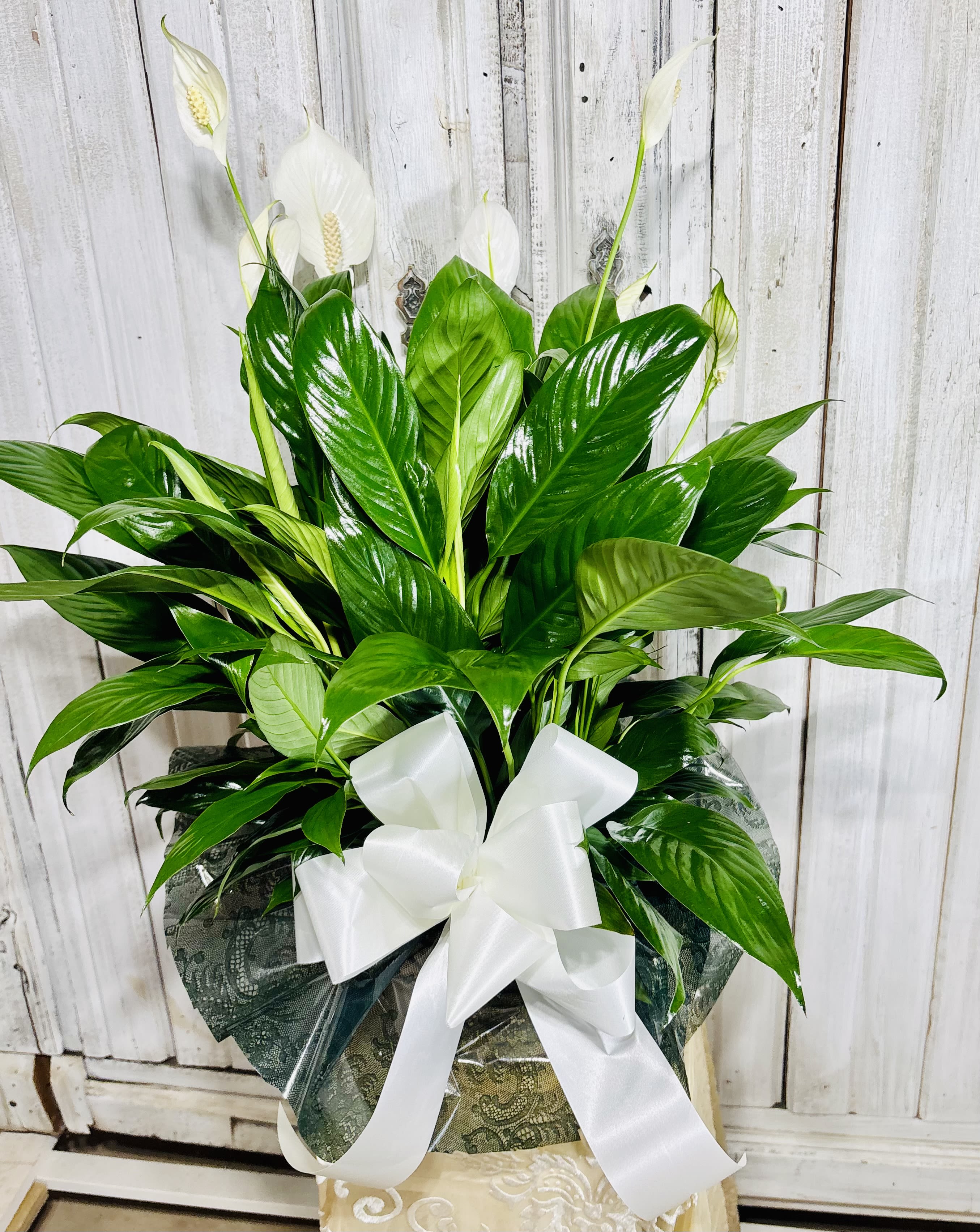 Spathiphyllum Plant by BloomNation™