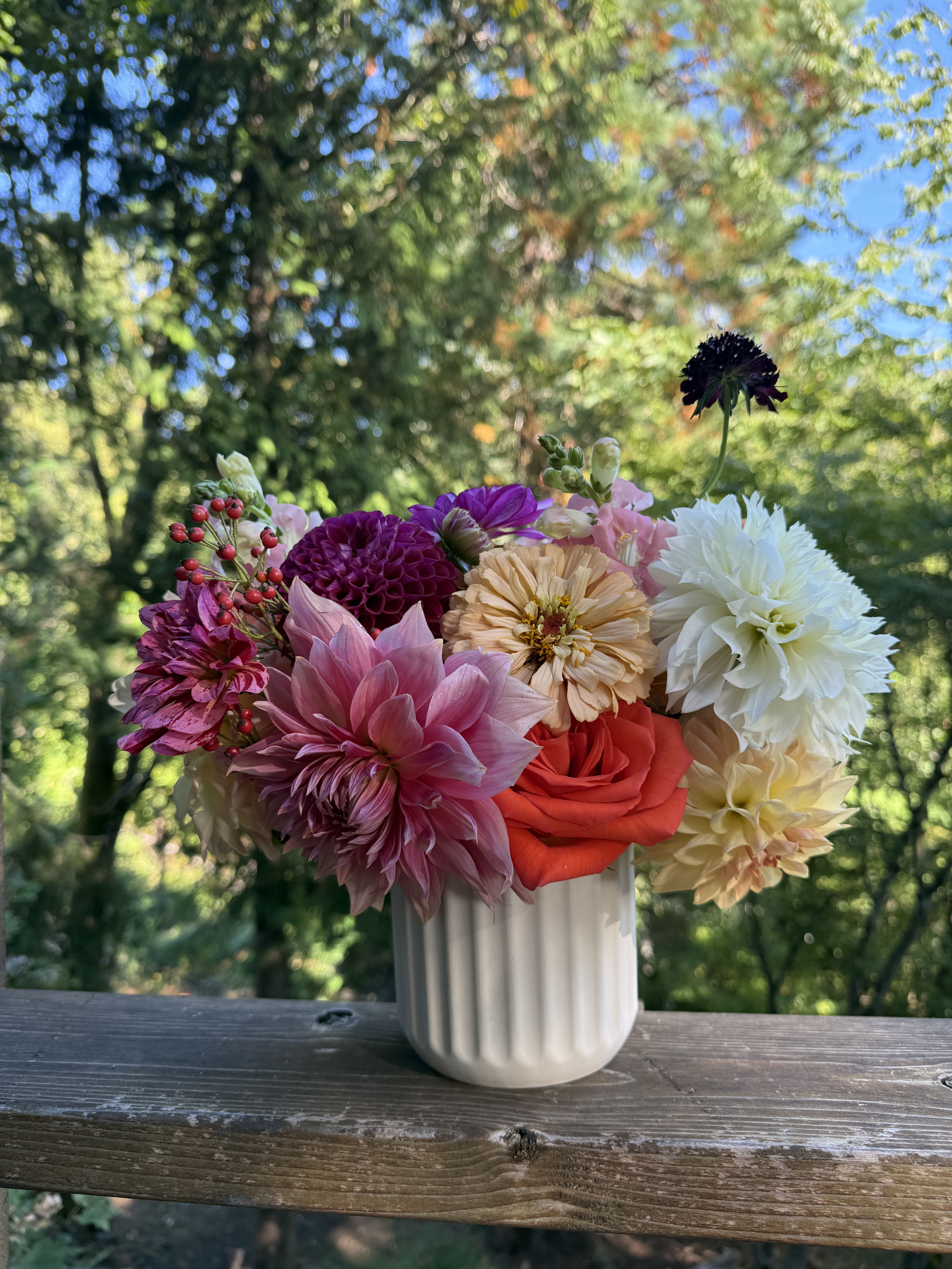 Dahlia Magic