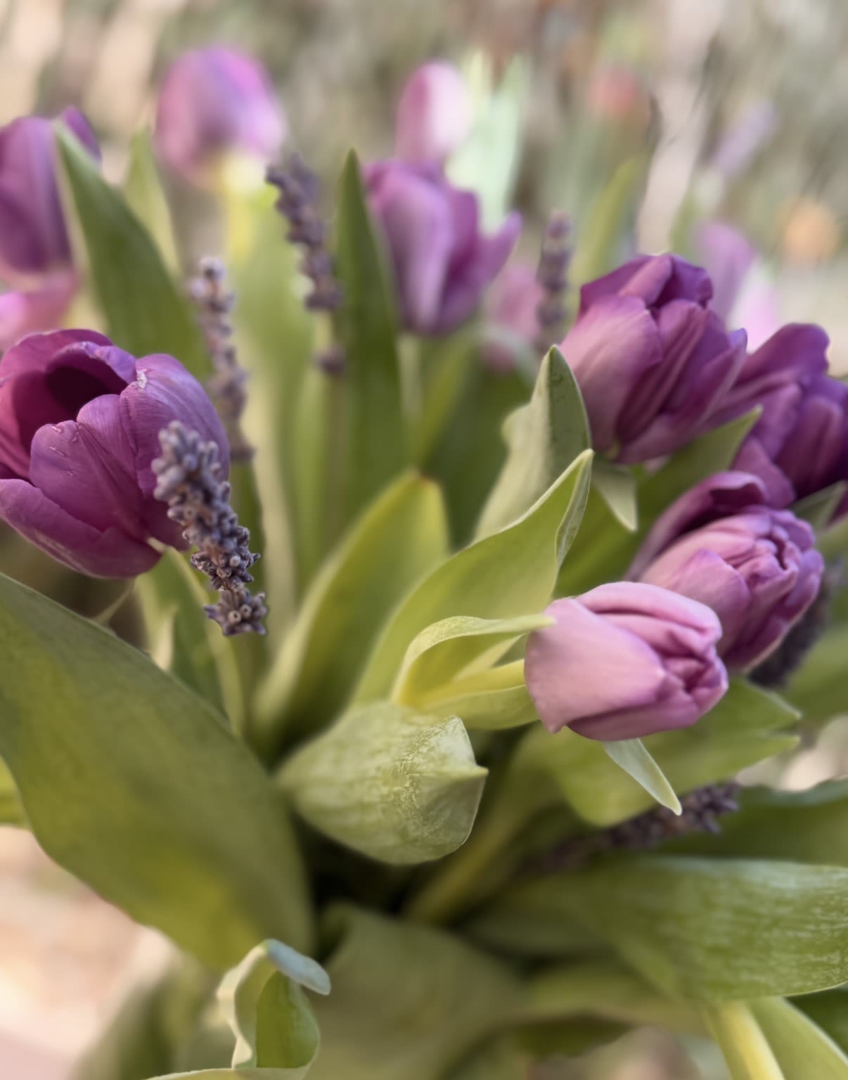 Tulip Tranquility