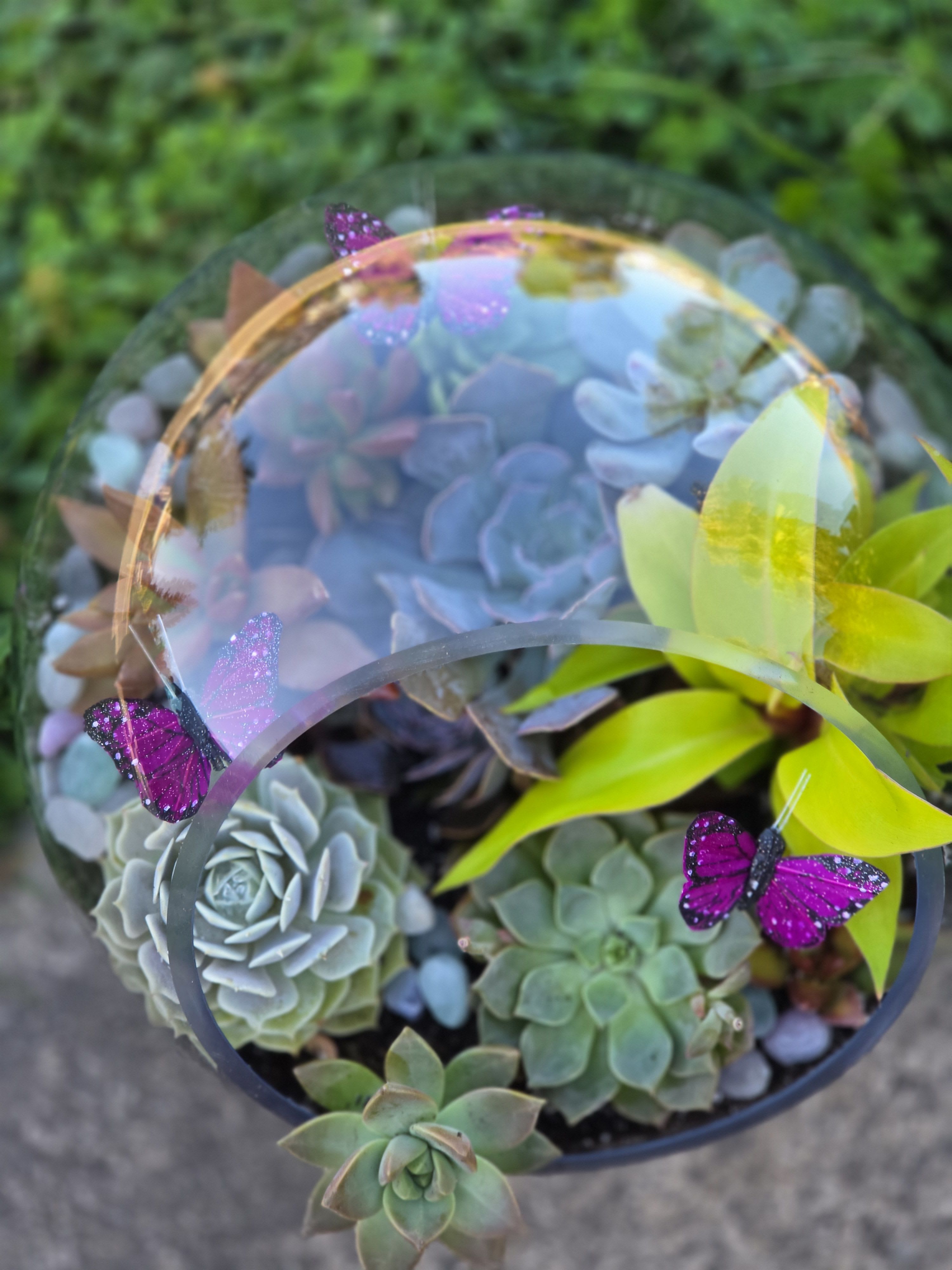 Katey's Earth-Wispering Succulent Sanctuary
