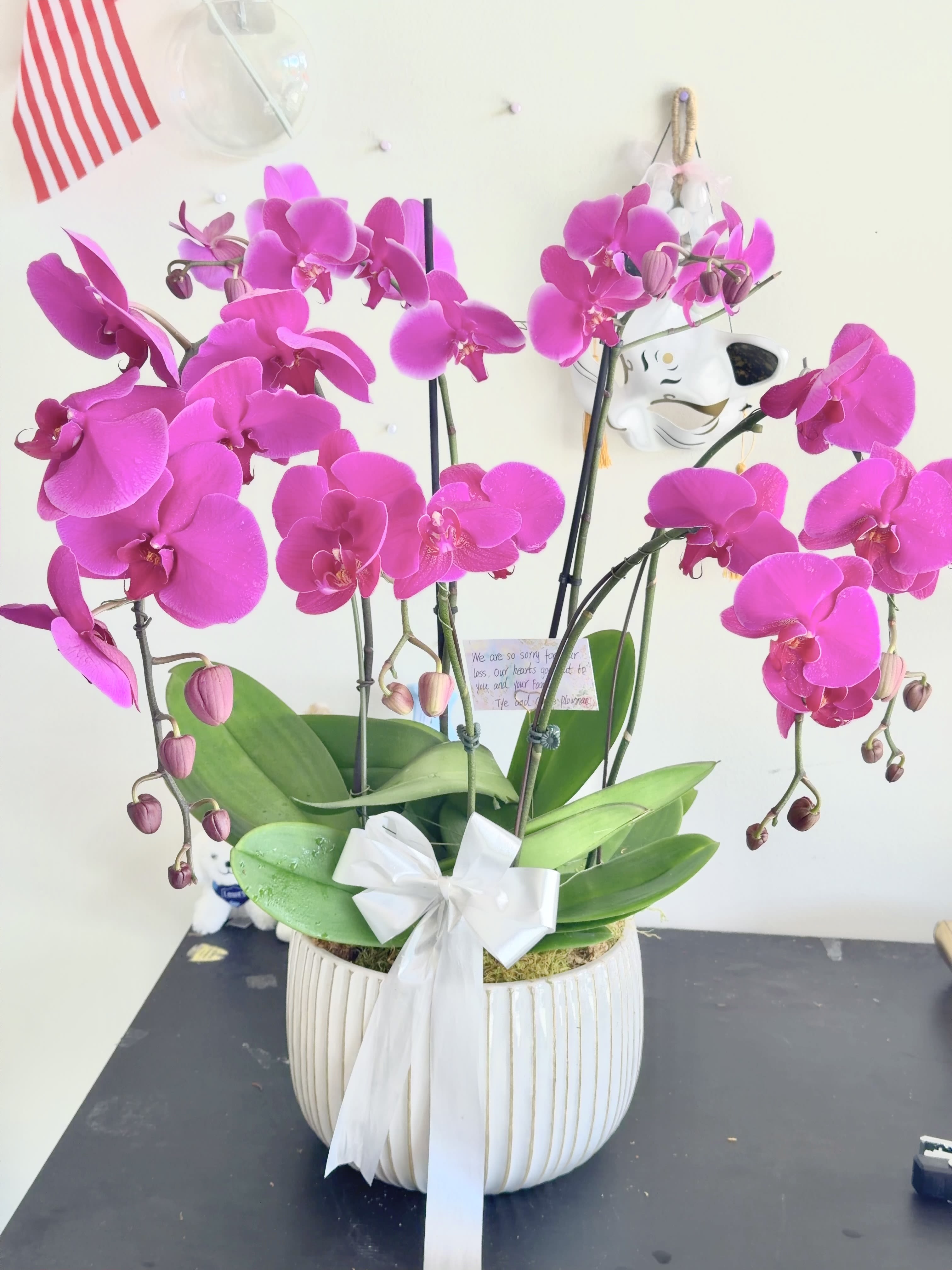 Orchid Grace