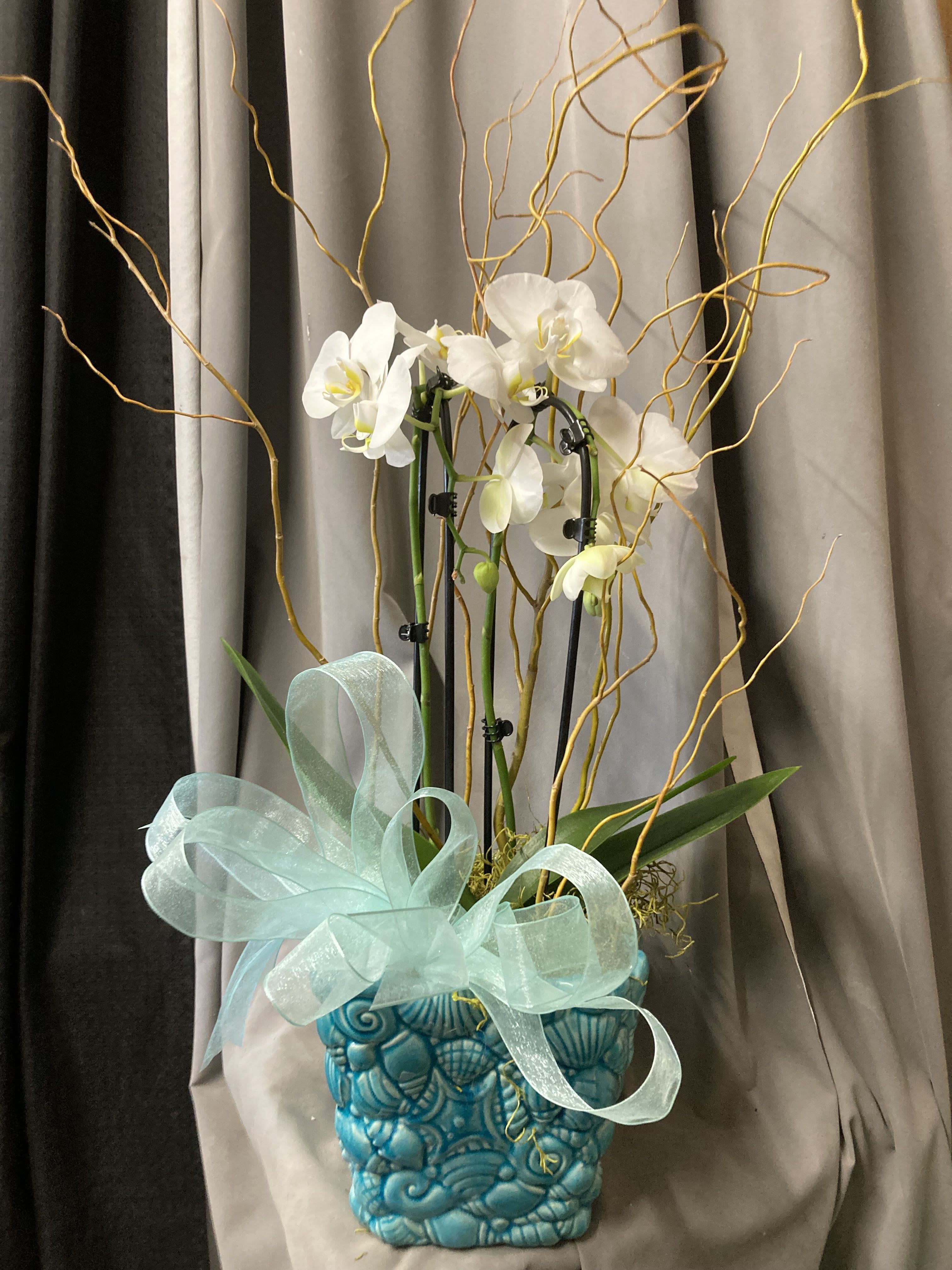 WHITE PHAL PLANT