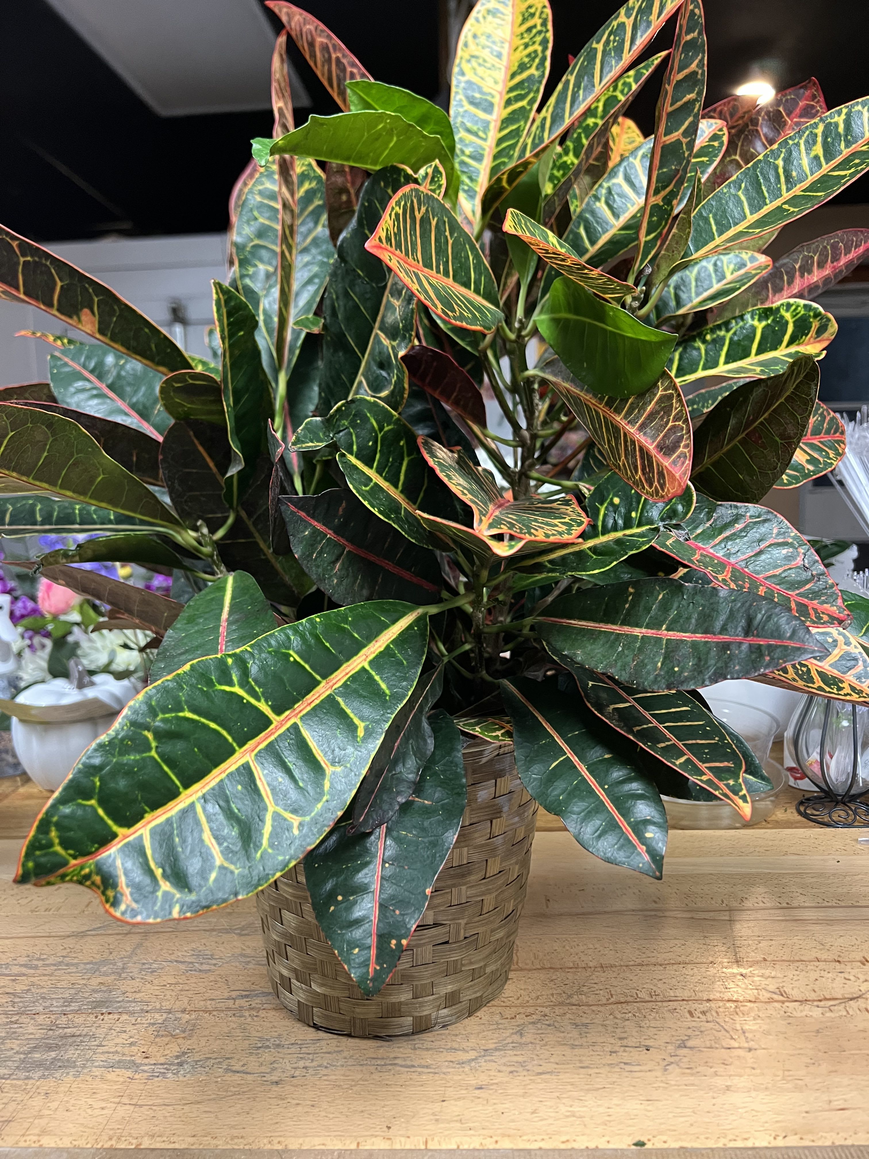 Green Plant