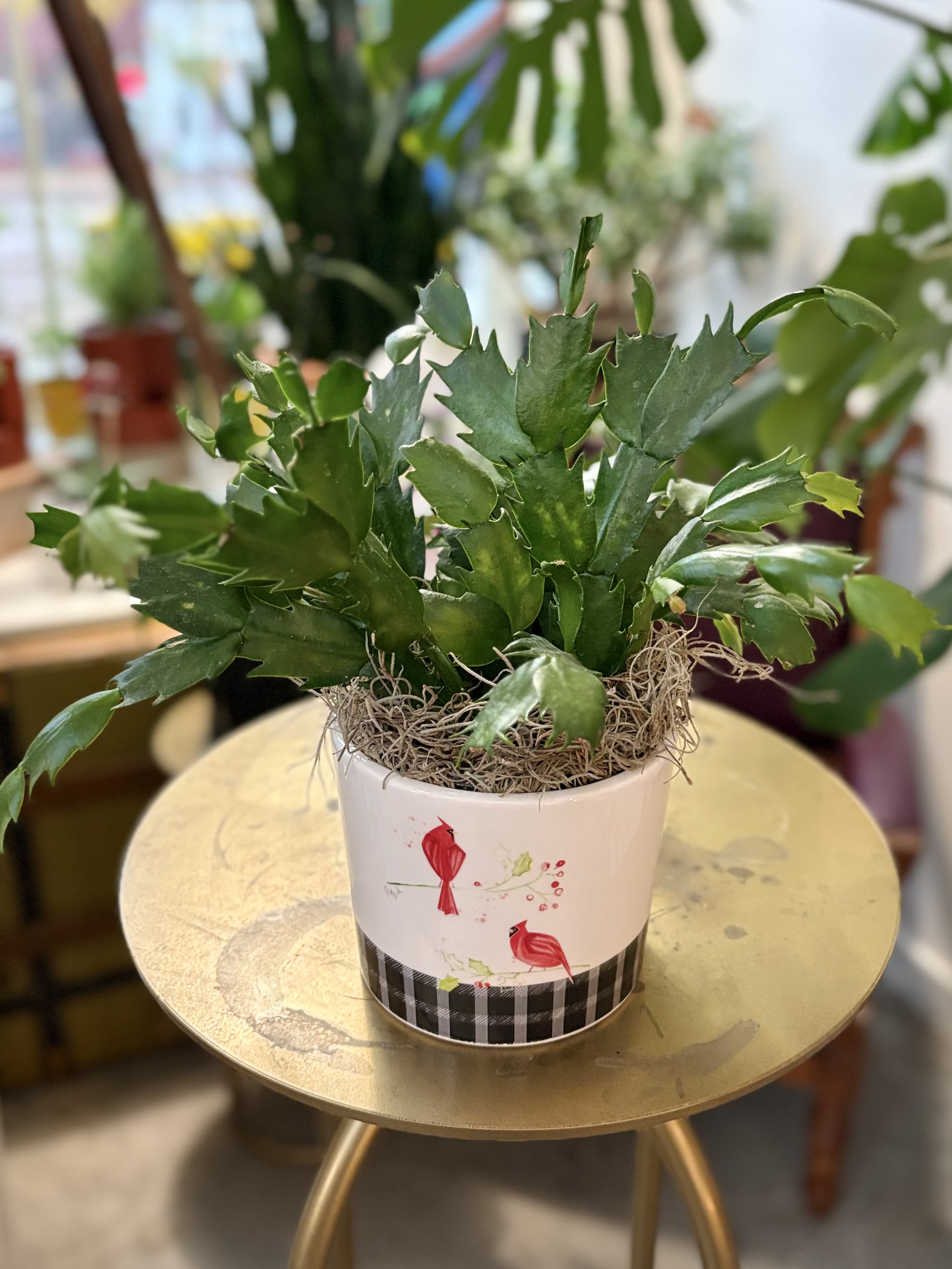 Holiday Cactus in Cardinal Pot