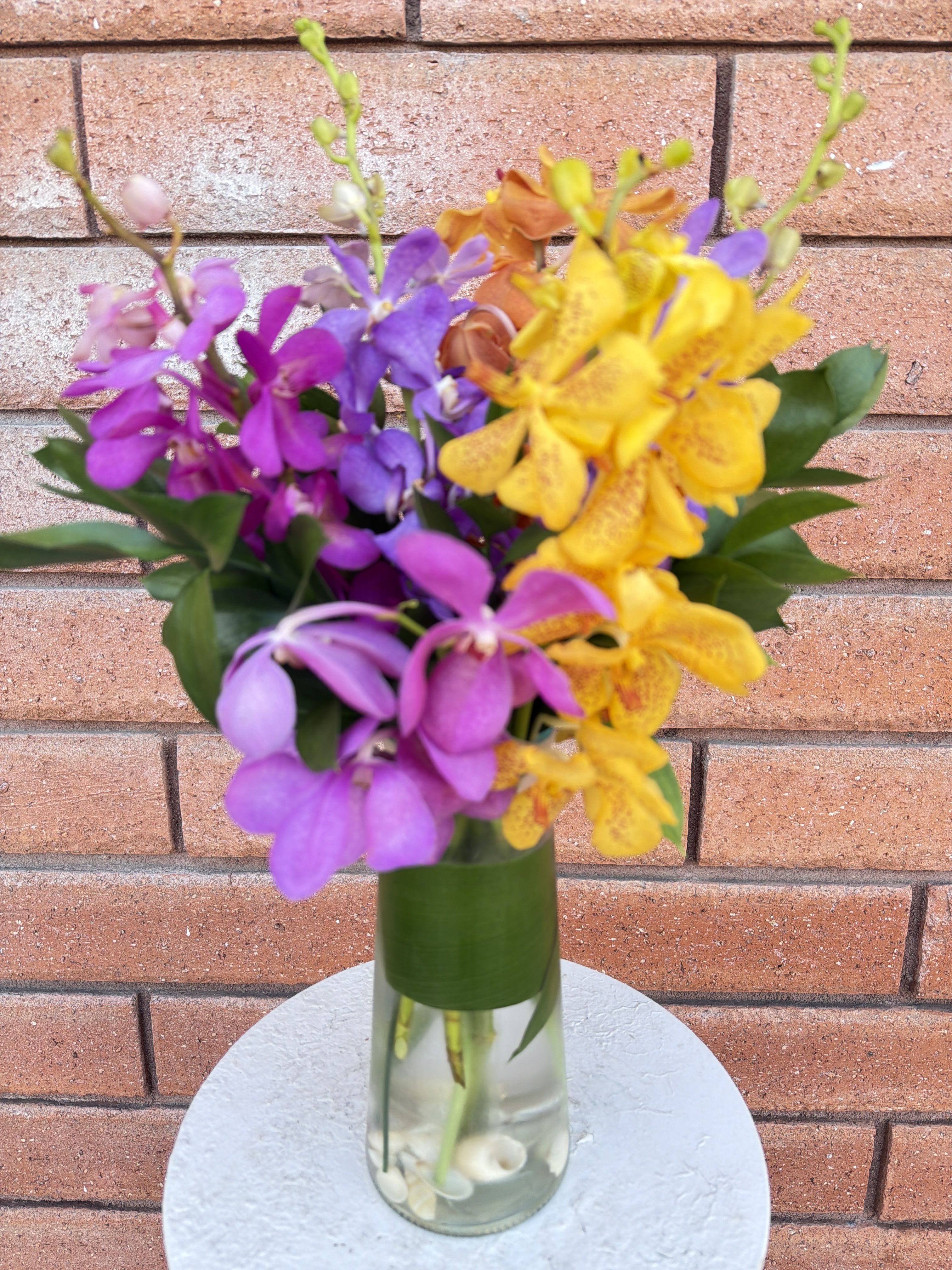 Mokara Orchid Paradise