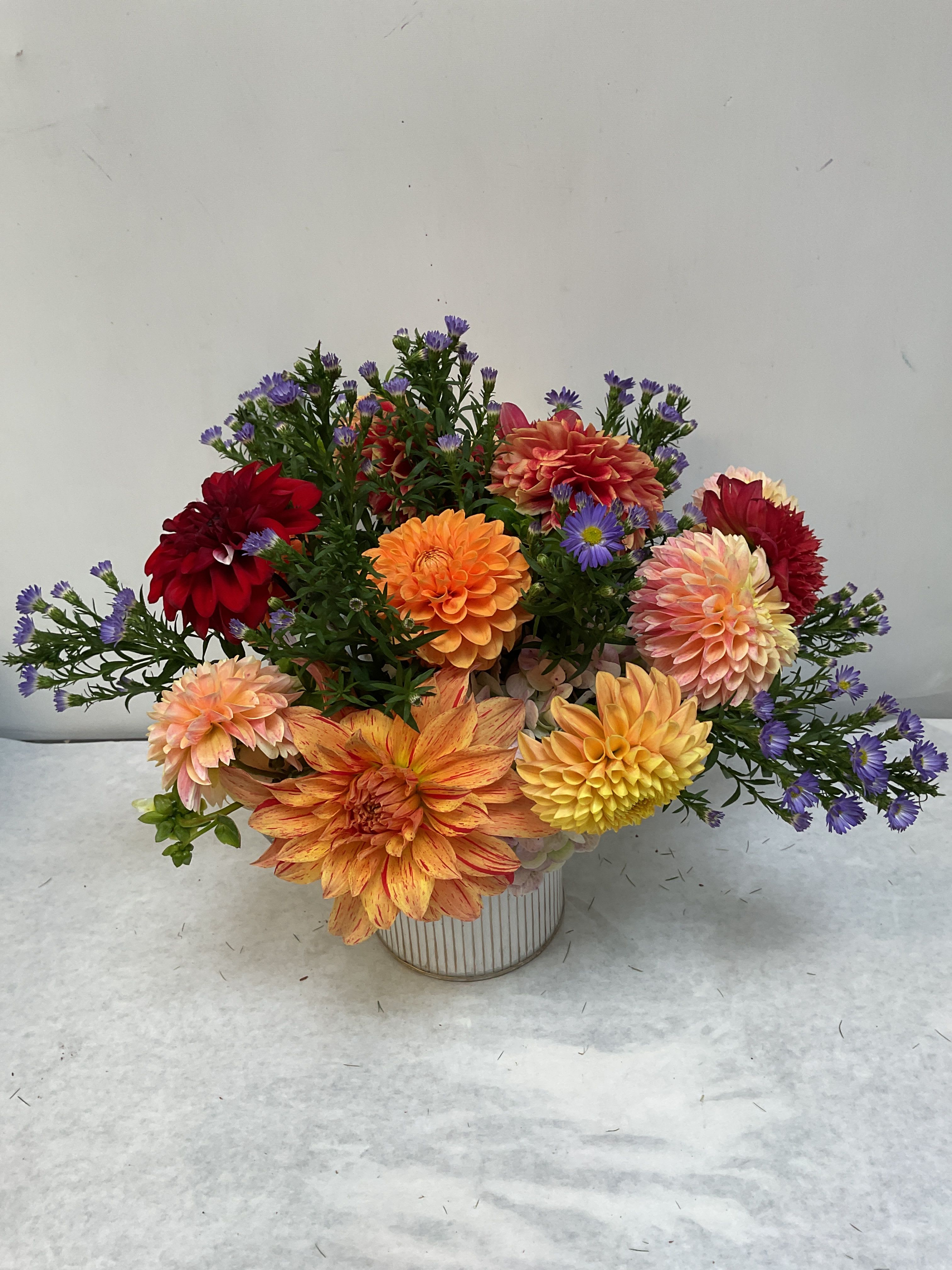 Dahlia Delight