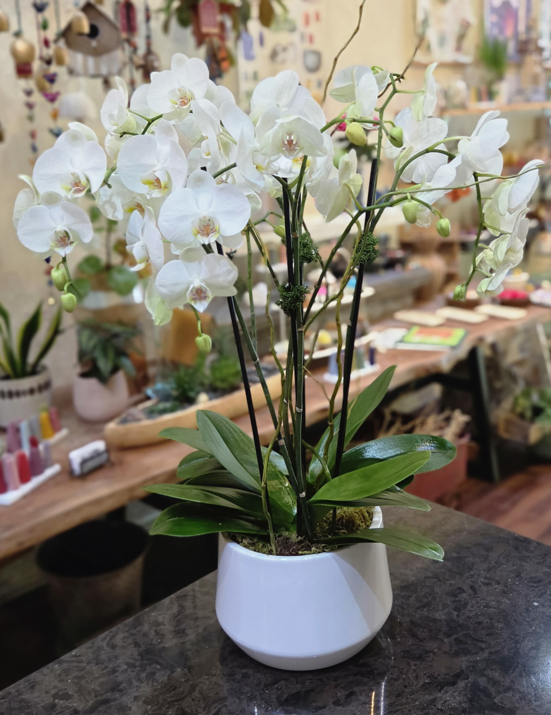 2 Double stemmed orchids 