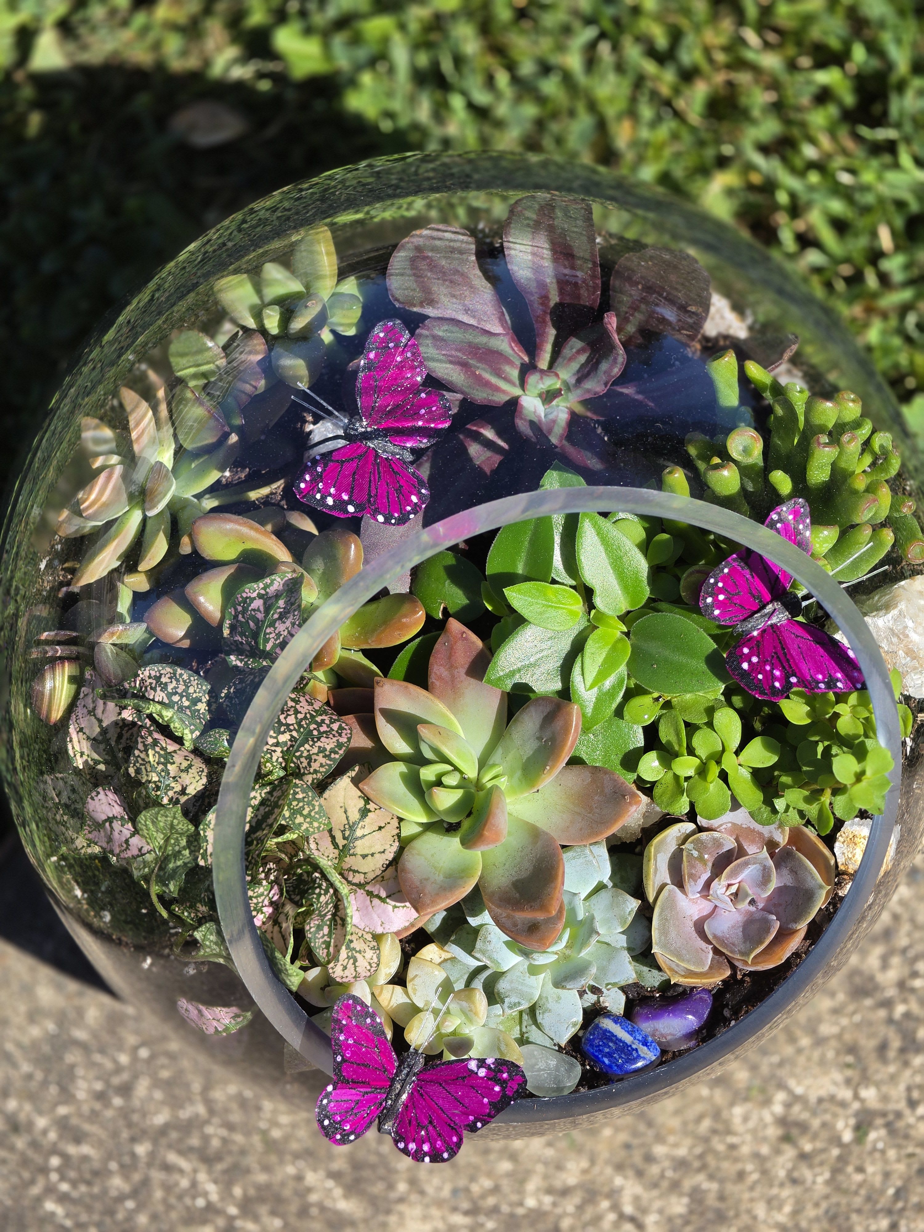 Katey's Earth-Wispering Succulent Sanctuary