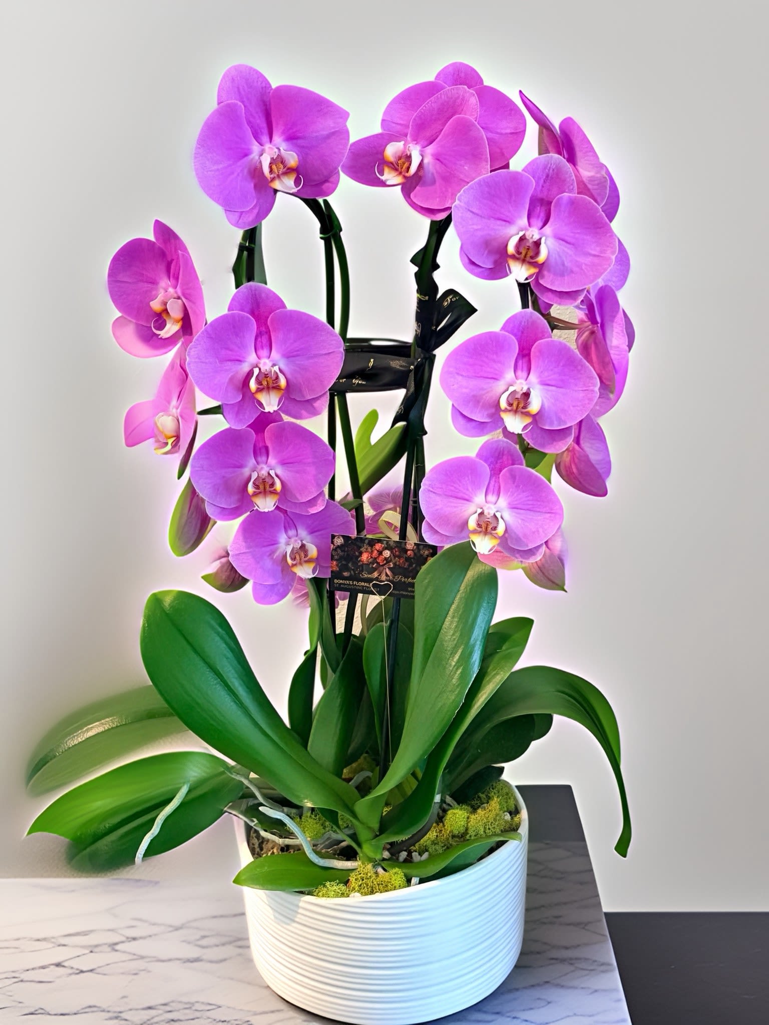 Pink Calypso Waterfall Orchid Plant
