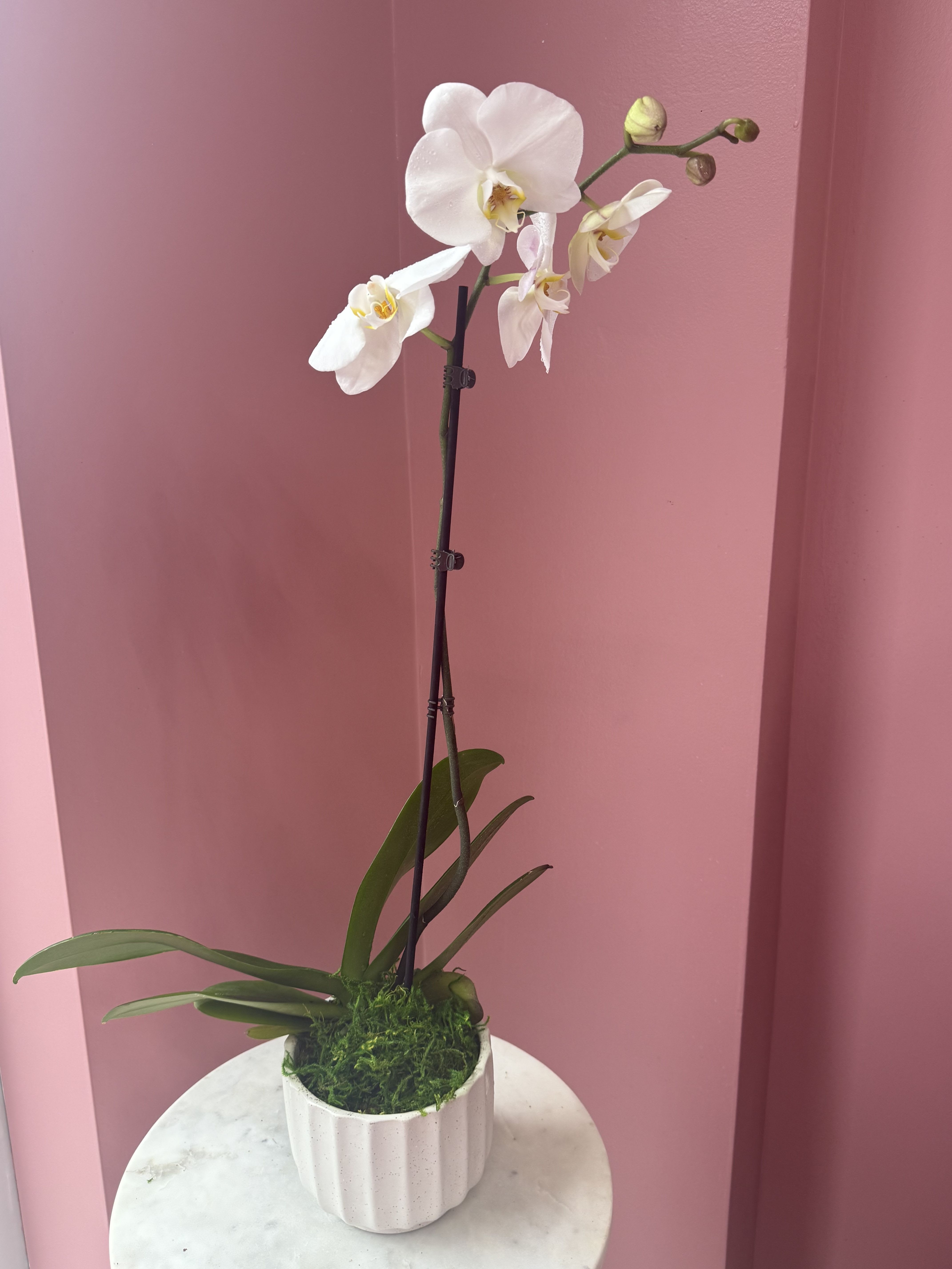 Single Stem Orchid by BloomNation™