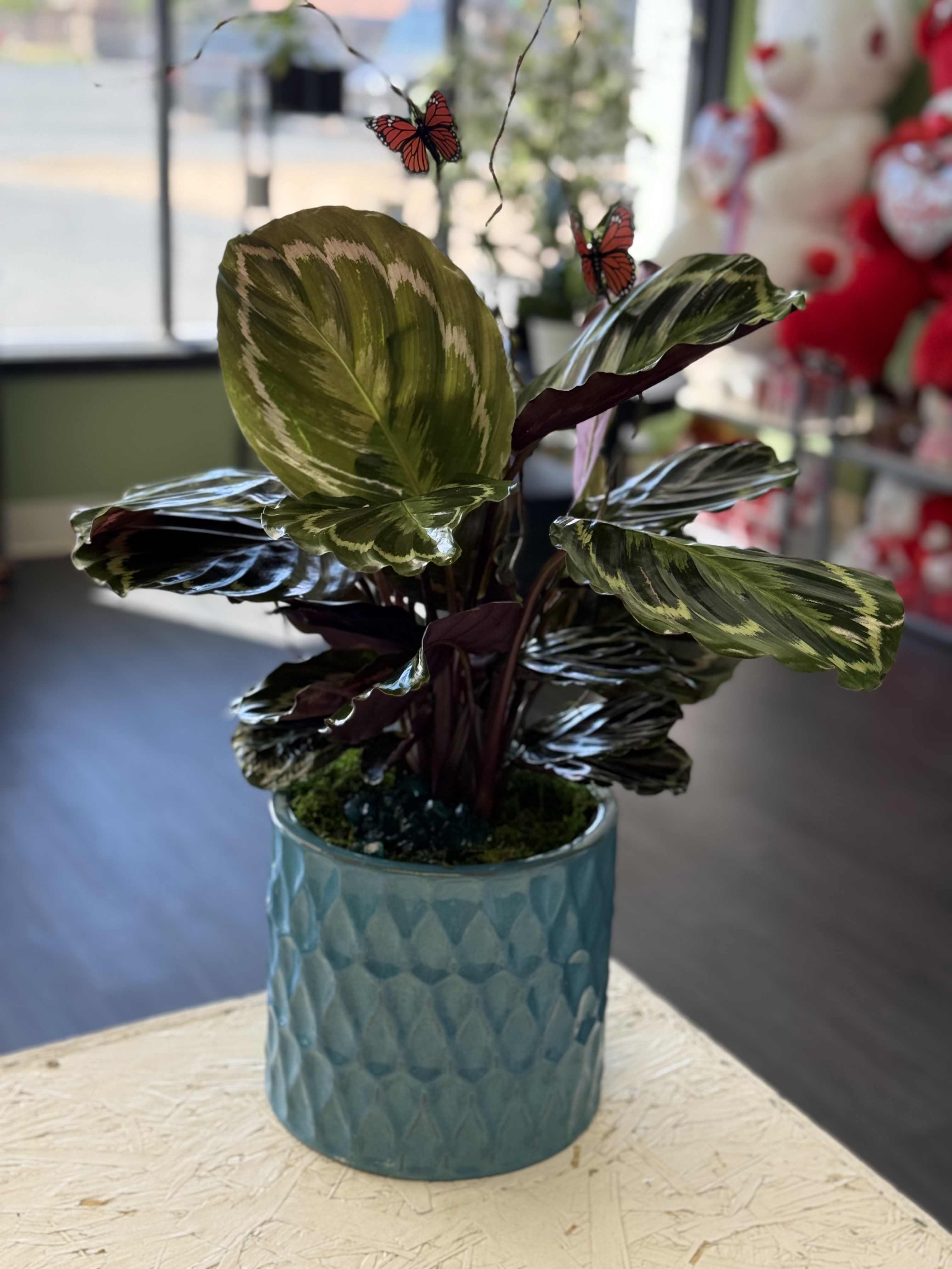 Calathea