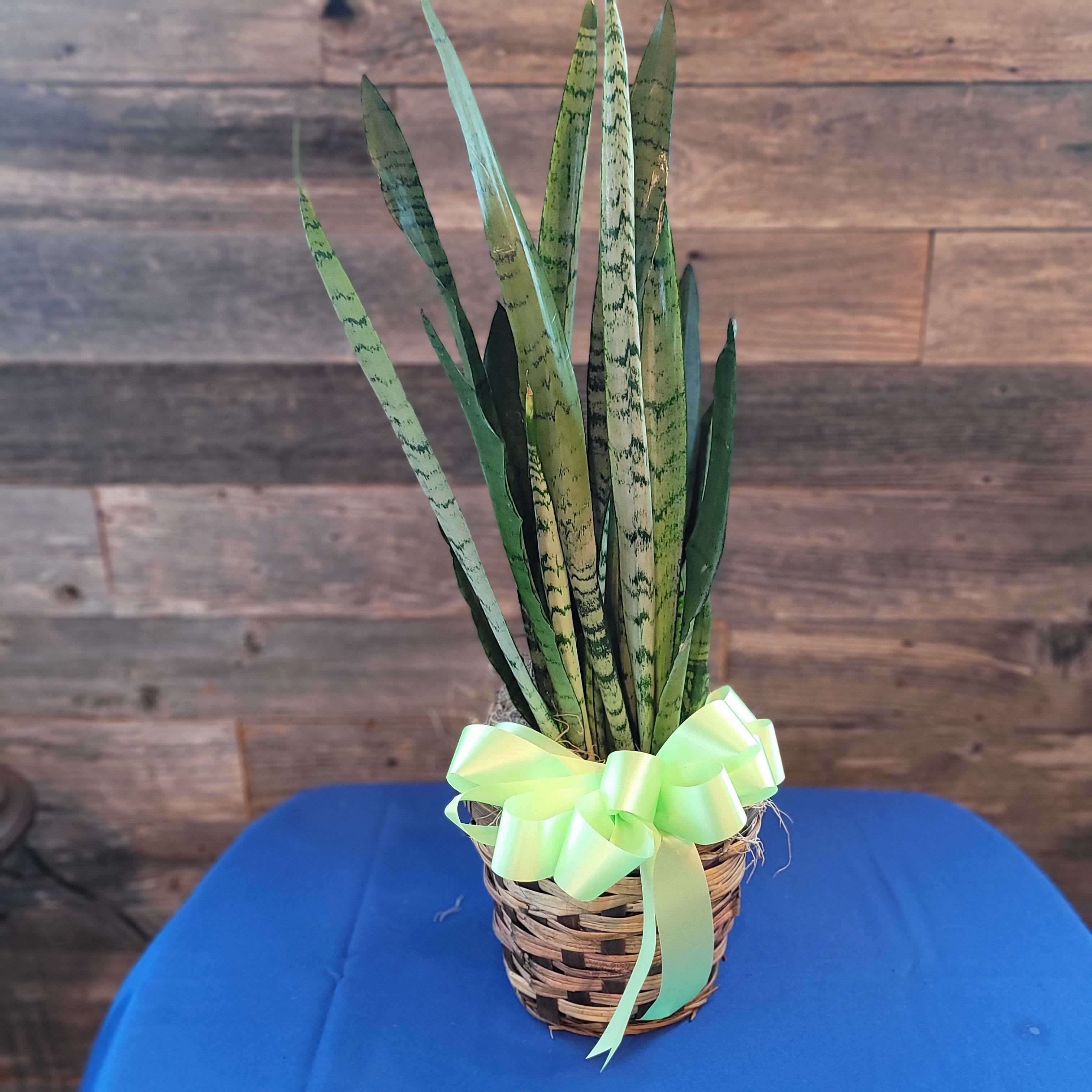 Snake Plant