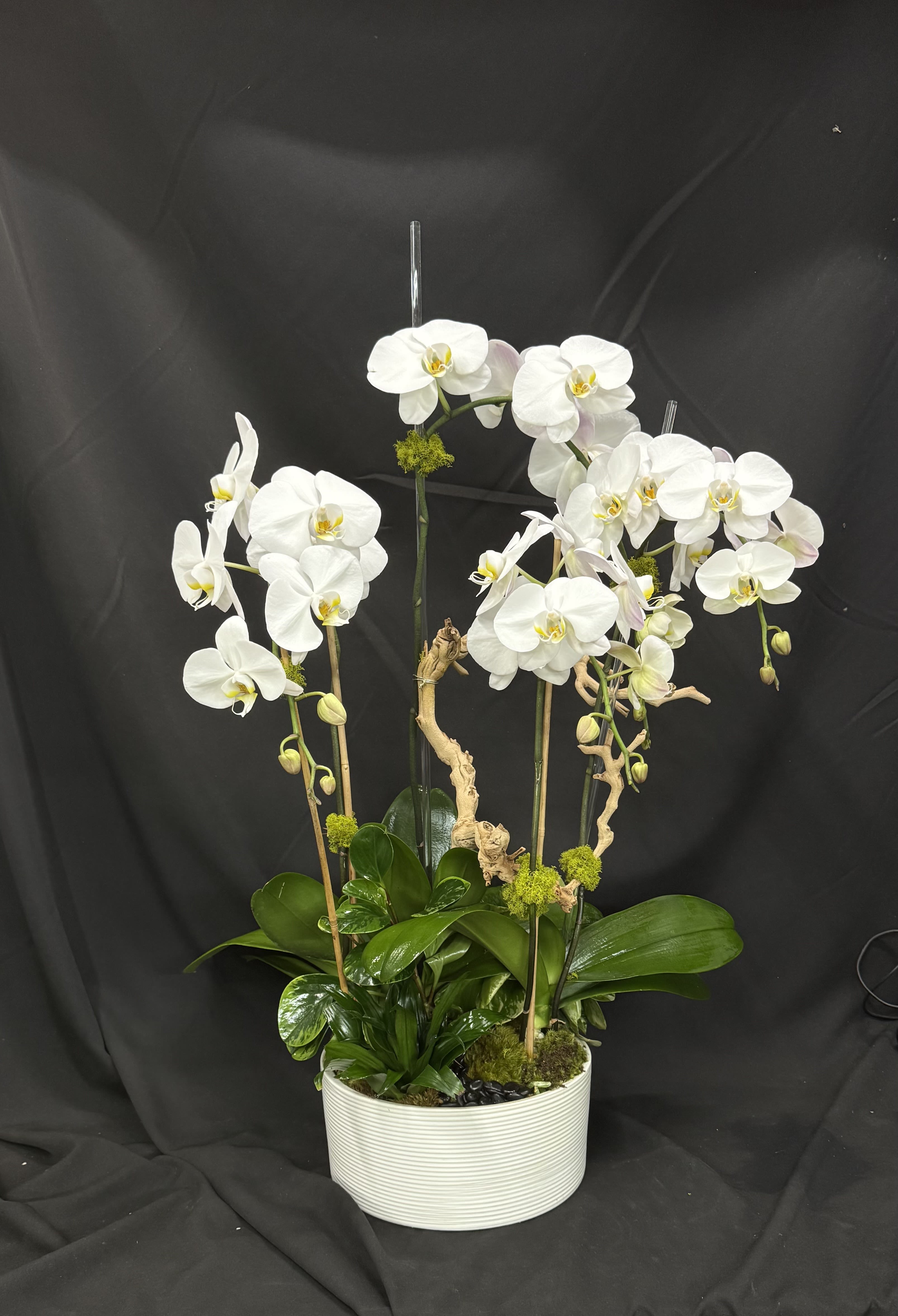 Orchid Duets