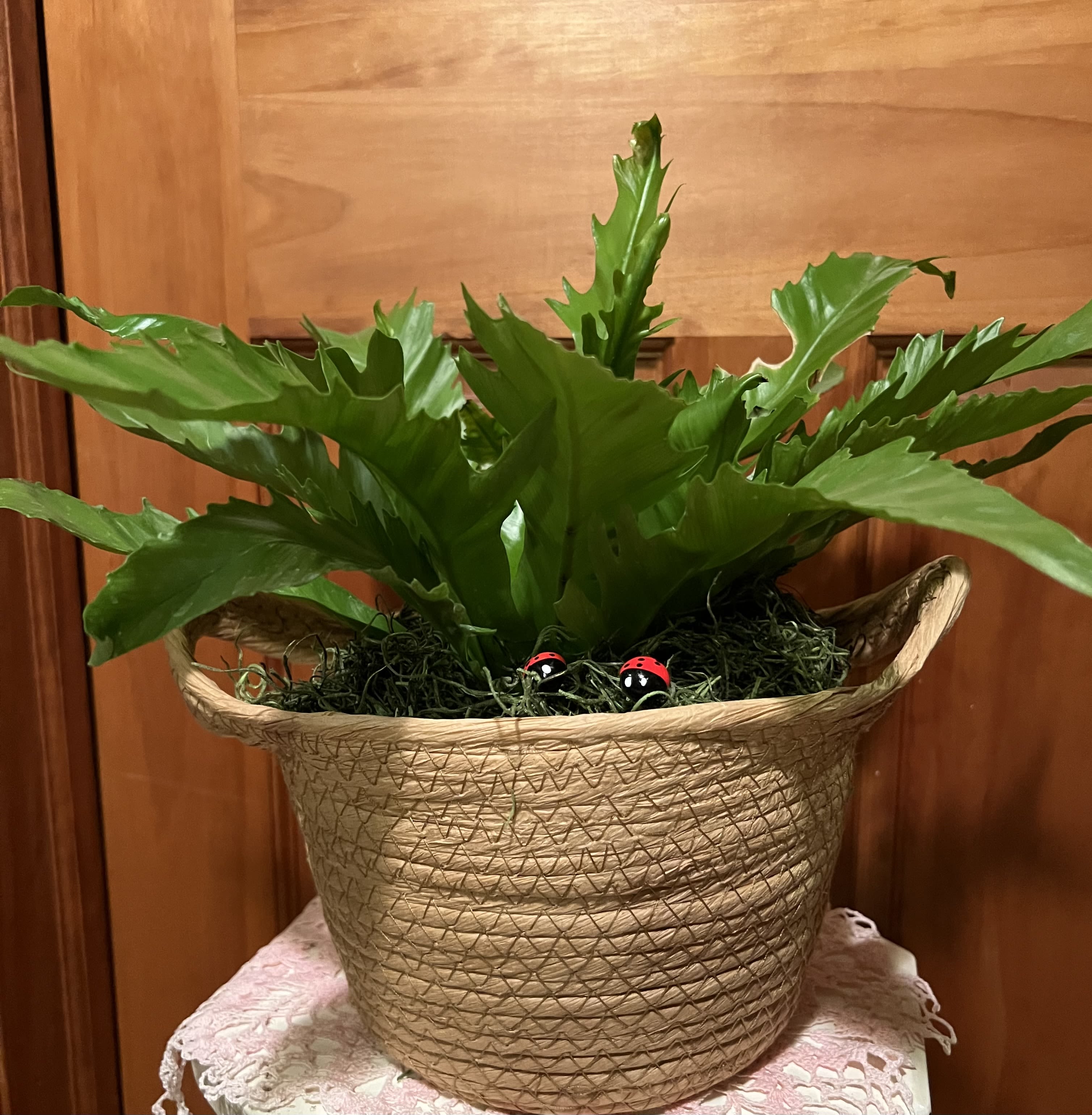 Bird Nest Fern
