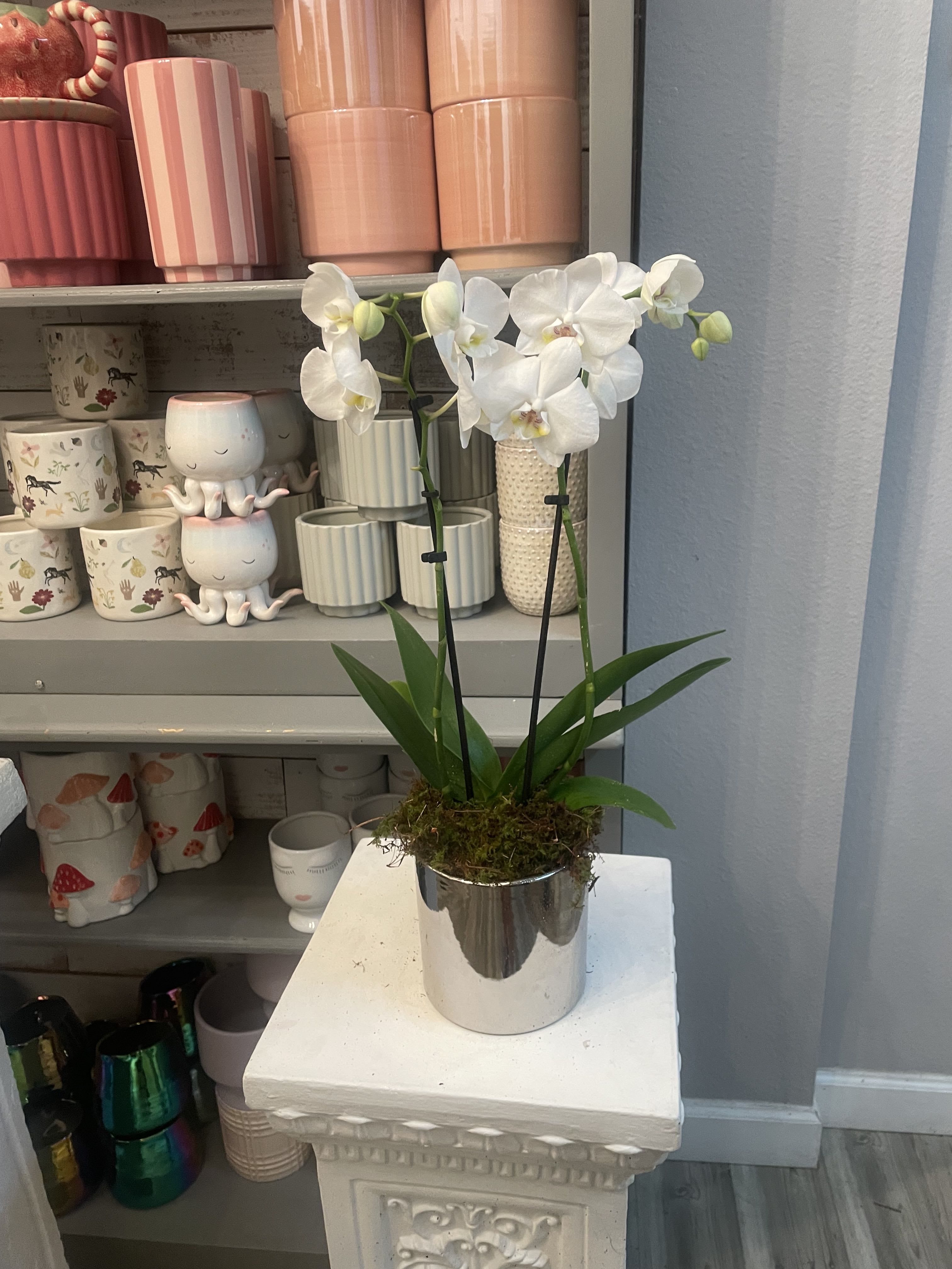 Phalaenopsis Orchid Plant