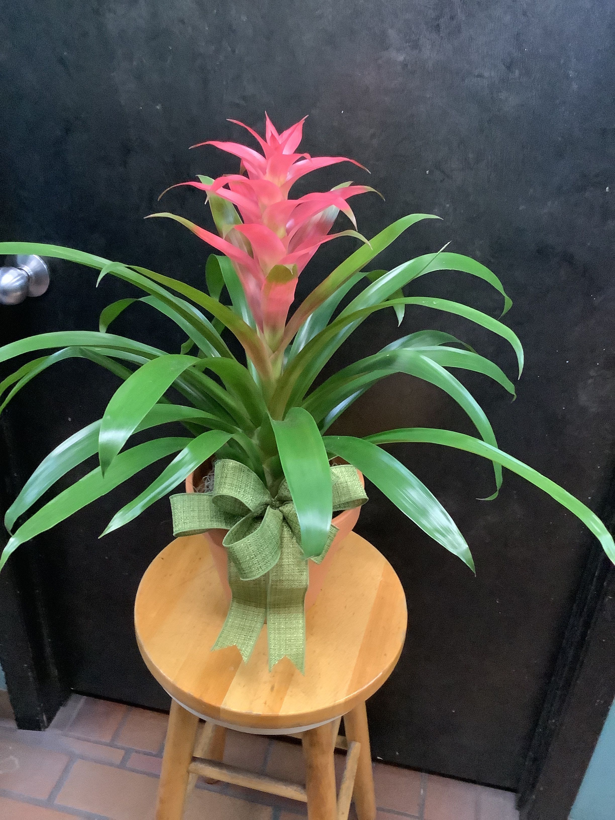 Bromeliad 