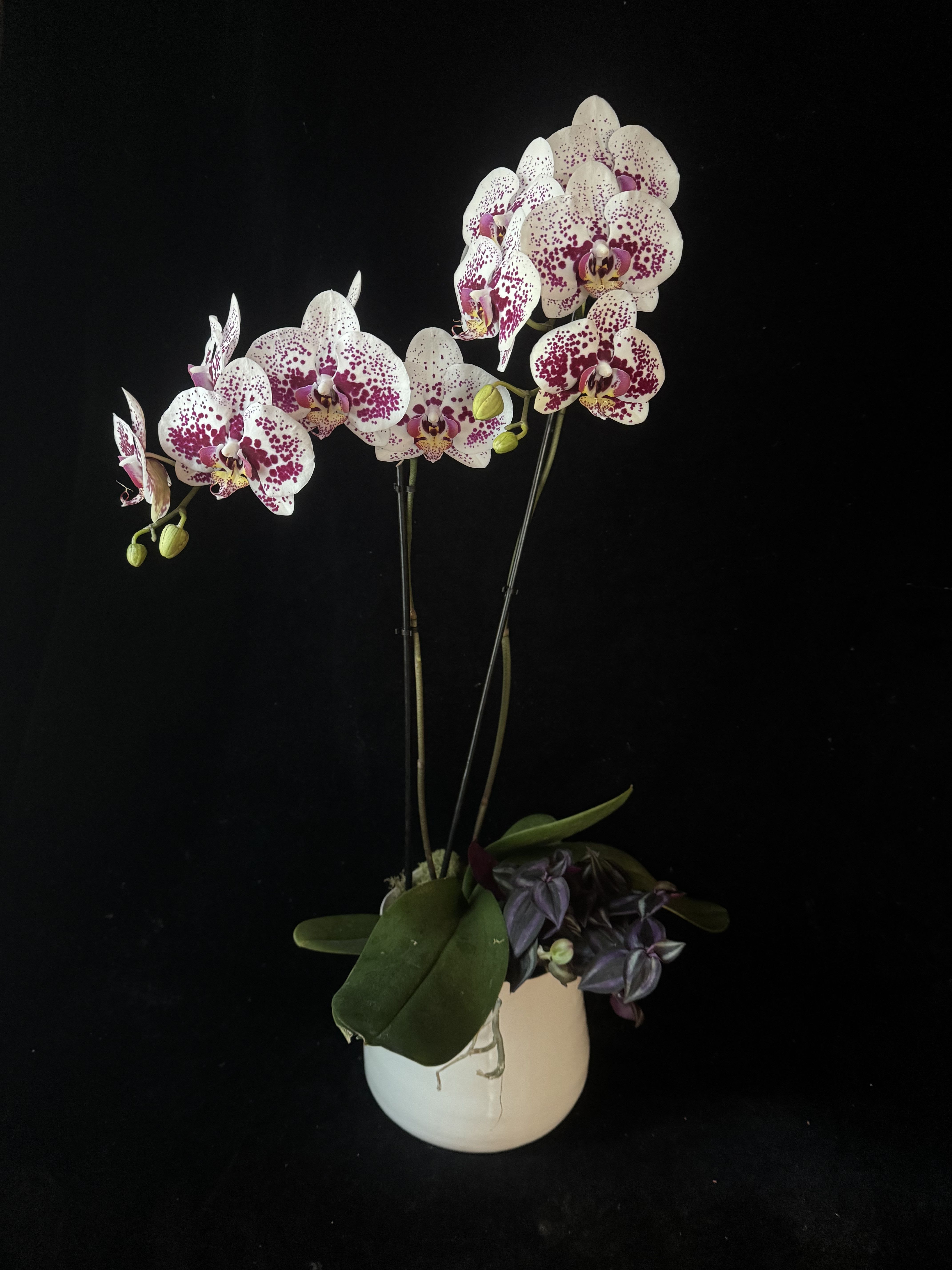 Flowering Orchid with trailing houseplant