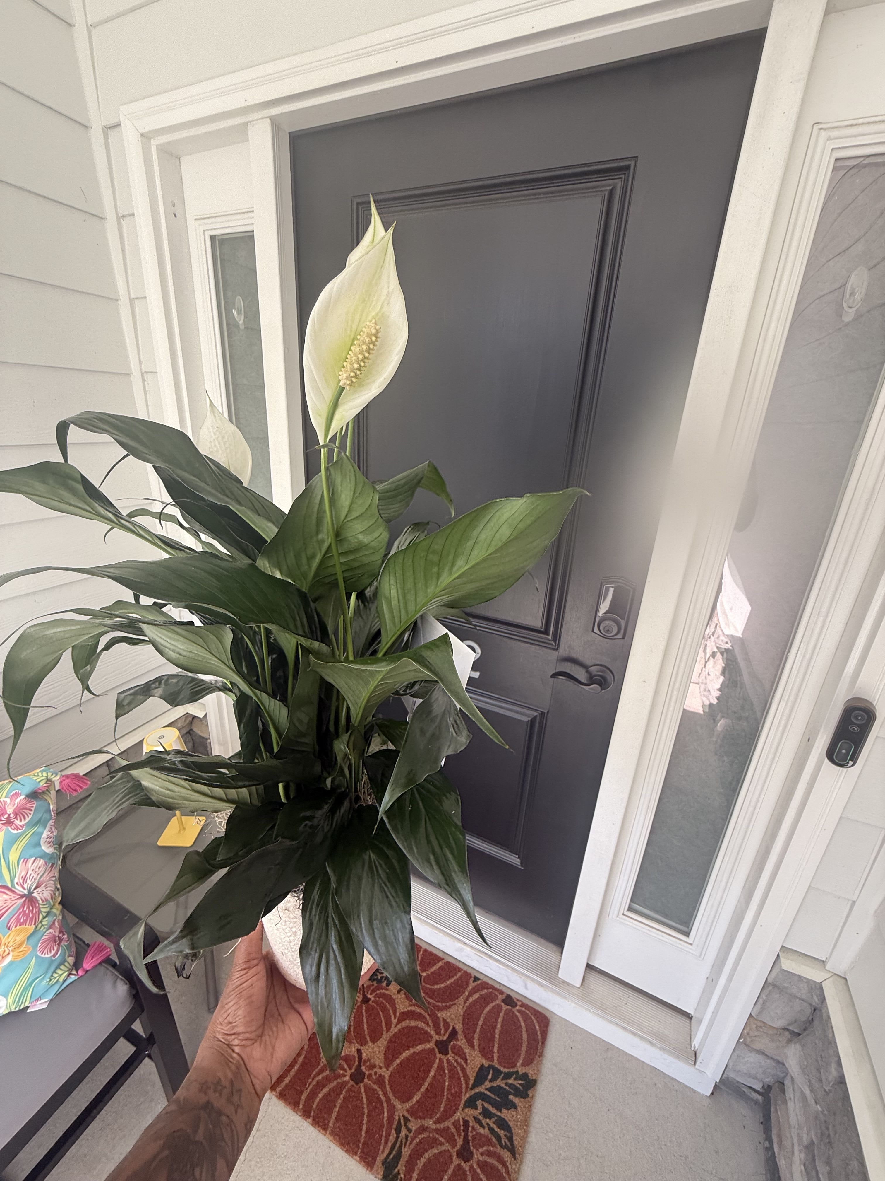 Peace Lily Plant | Spathiphyllum