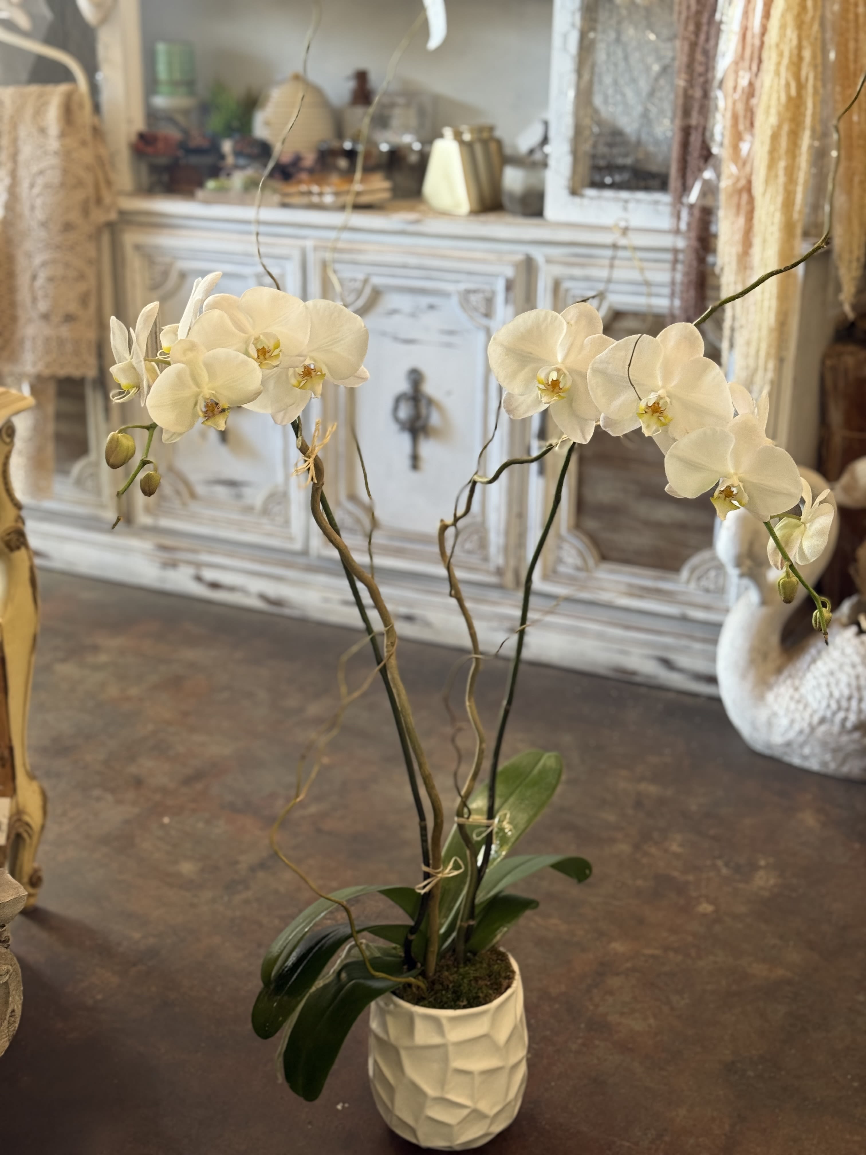 White Phalaenopsis Orchids